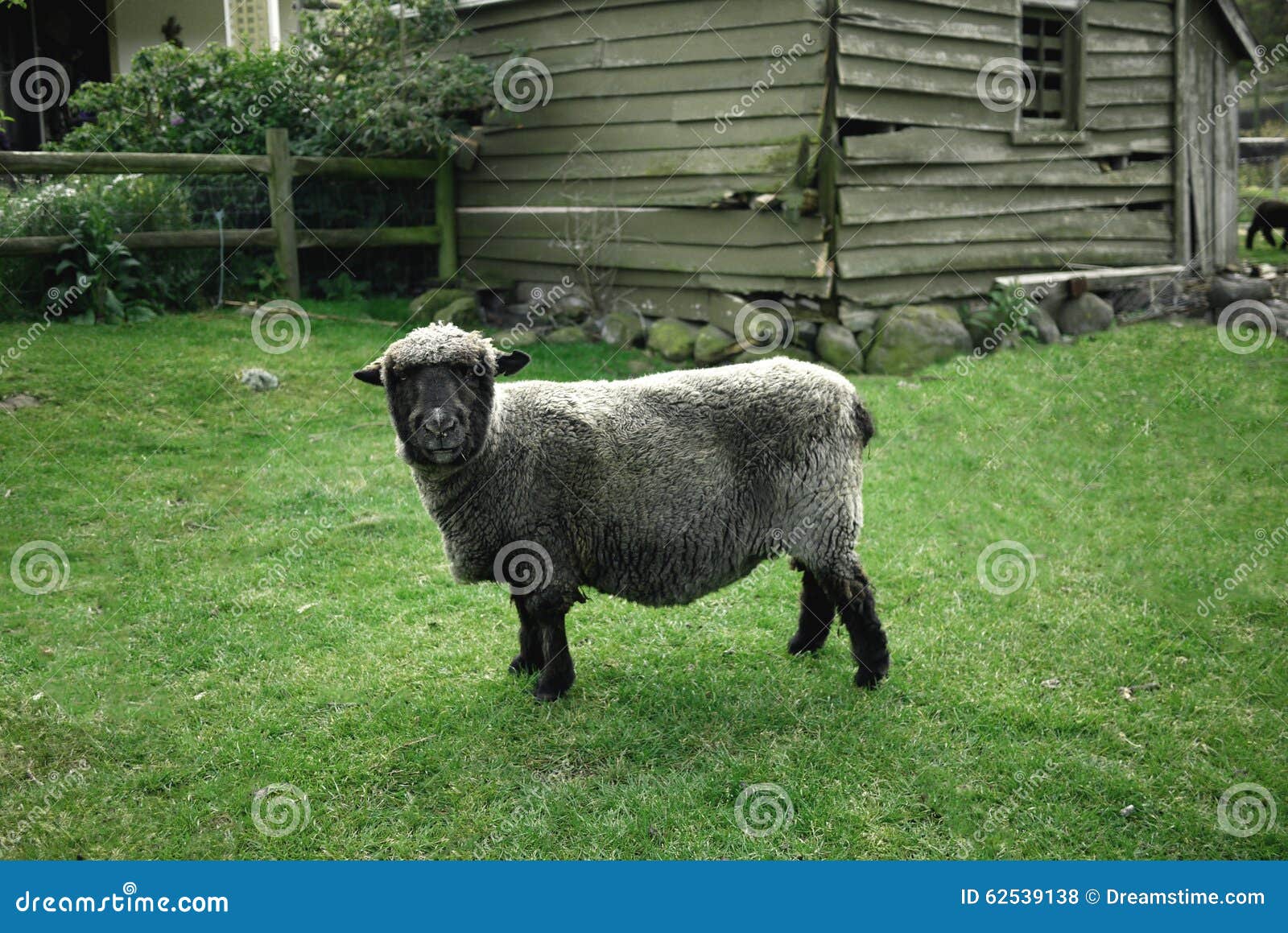 Black sheep stock photo. Image of minority, newzealand 62539138