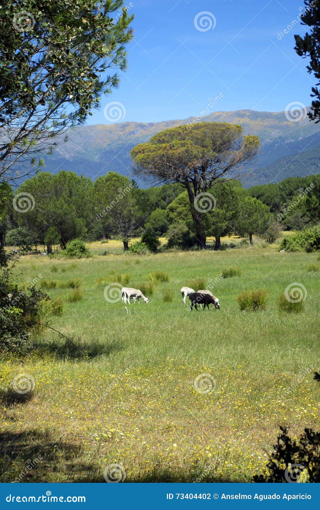 Black sheep stock photo. Image of plain, pasture, cattle 73404402