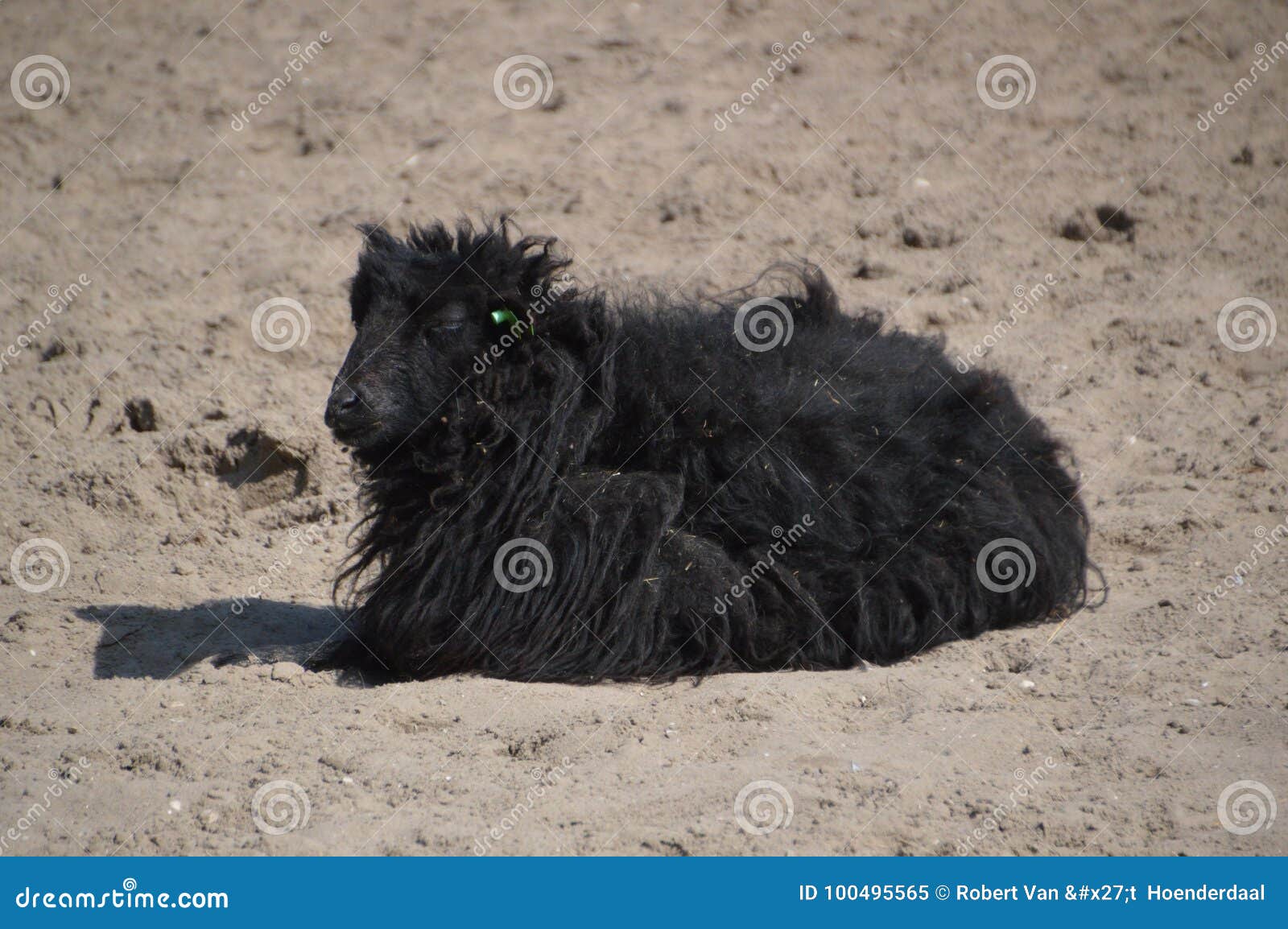 Black Sheep in the Sand stock image. Image of weird 100495565
