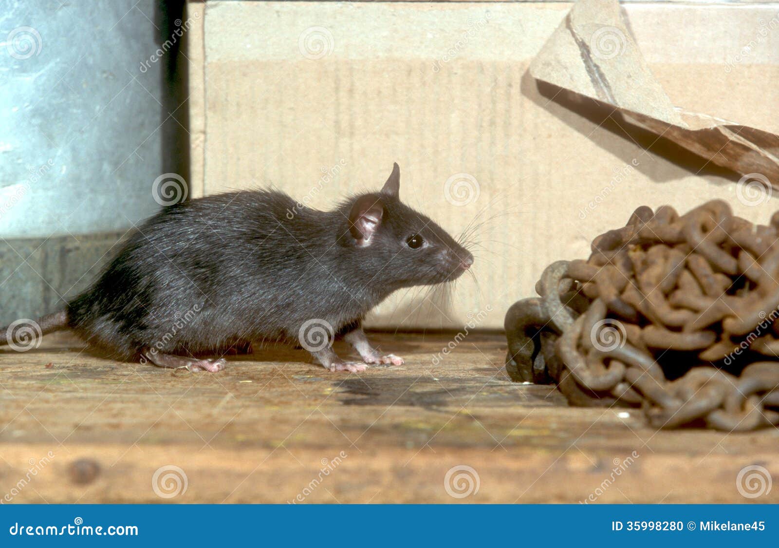 Black Or Ship Rat, Rattus Rattus Stock Photo Image 35998280