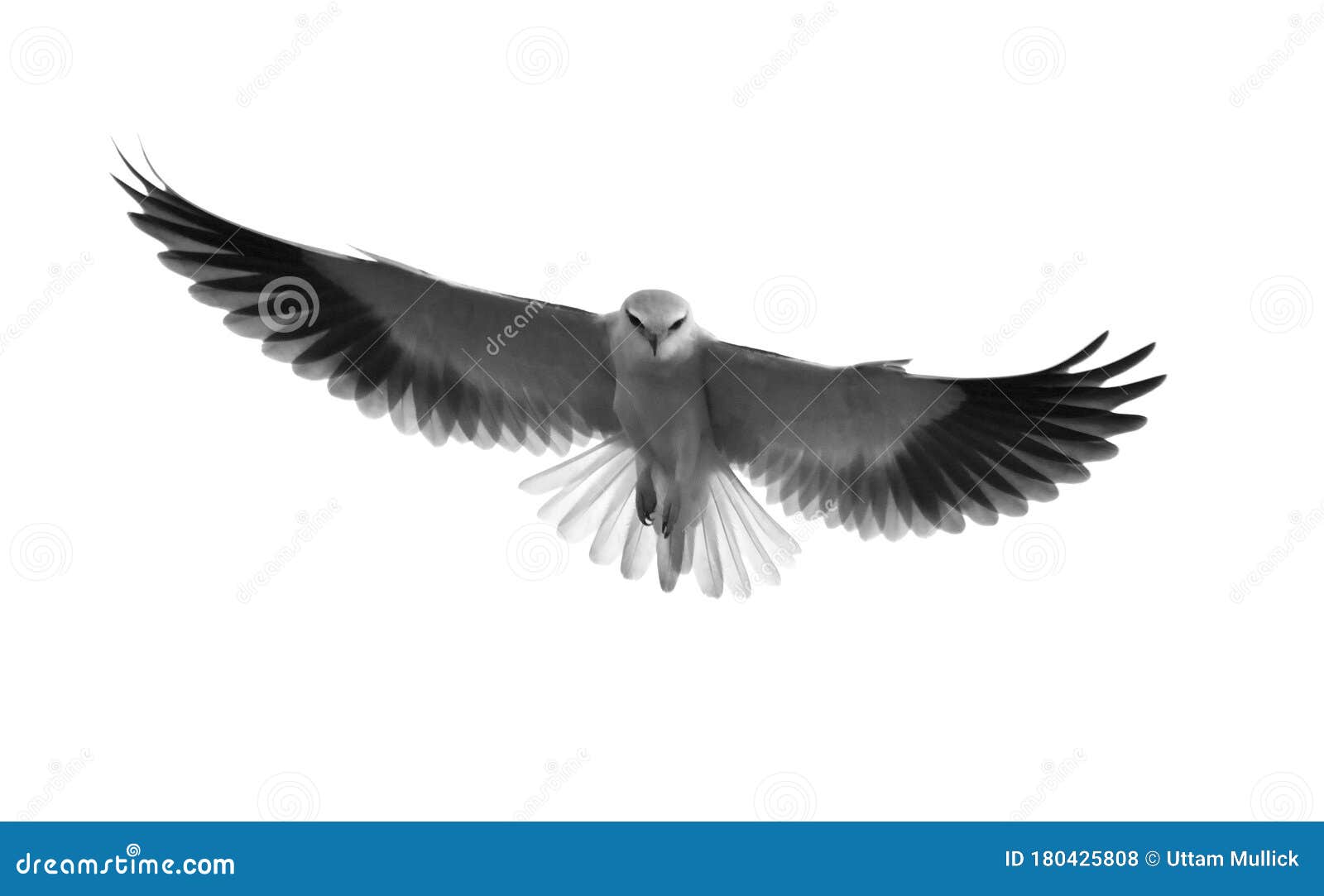 Black Sholdered Kite in Fly Stock Photo - Image of cute, colorful: 180425808