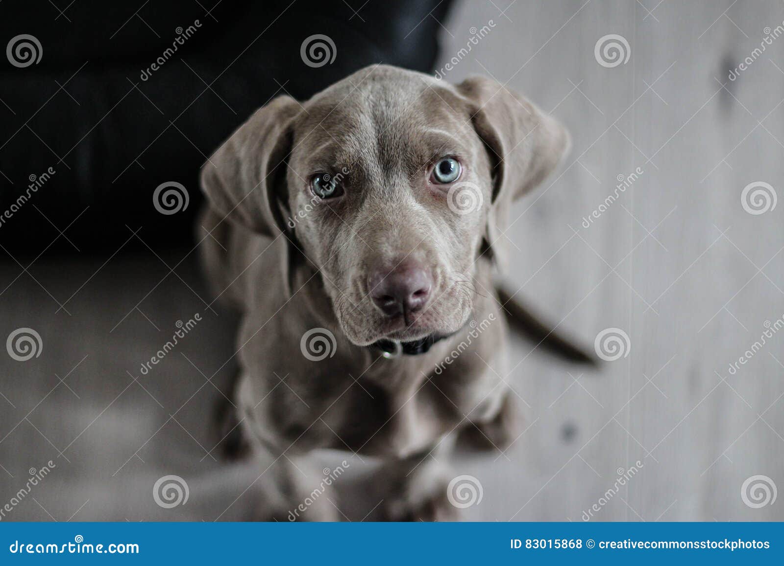 Black Short Coat Medium Dog On Floor Picture. Image 83015868