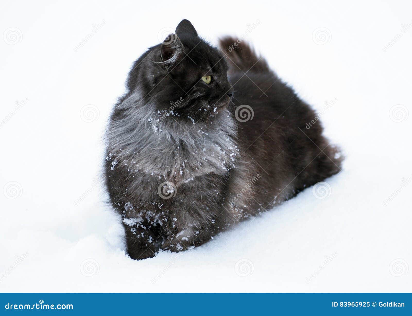 The Black Siberian Cat Goes on Deep Snow Stock Image Image of deep