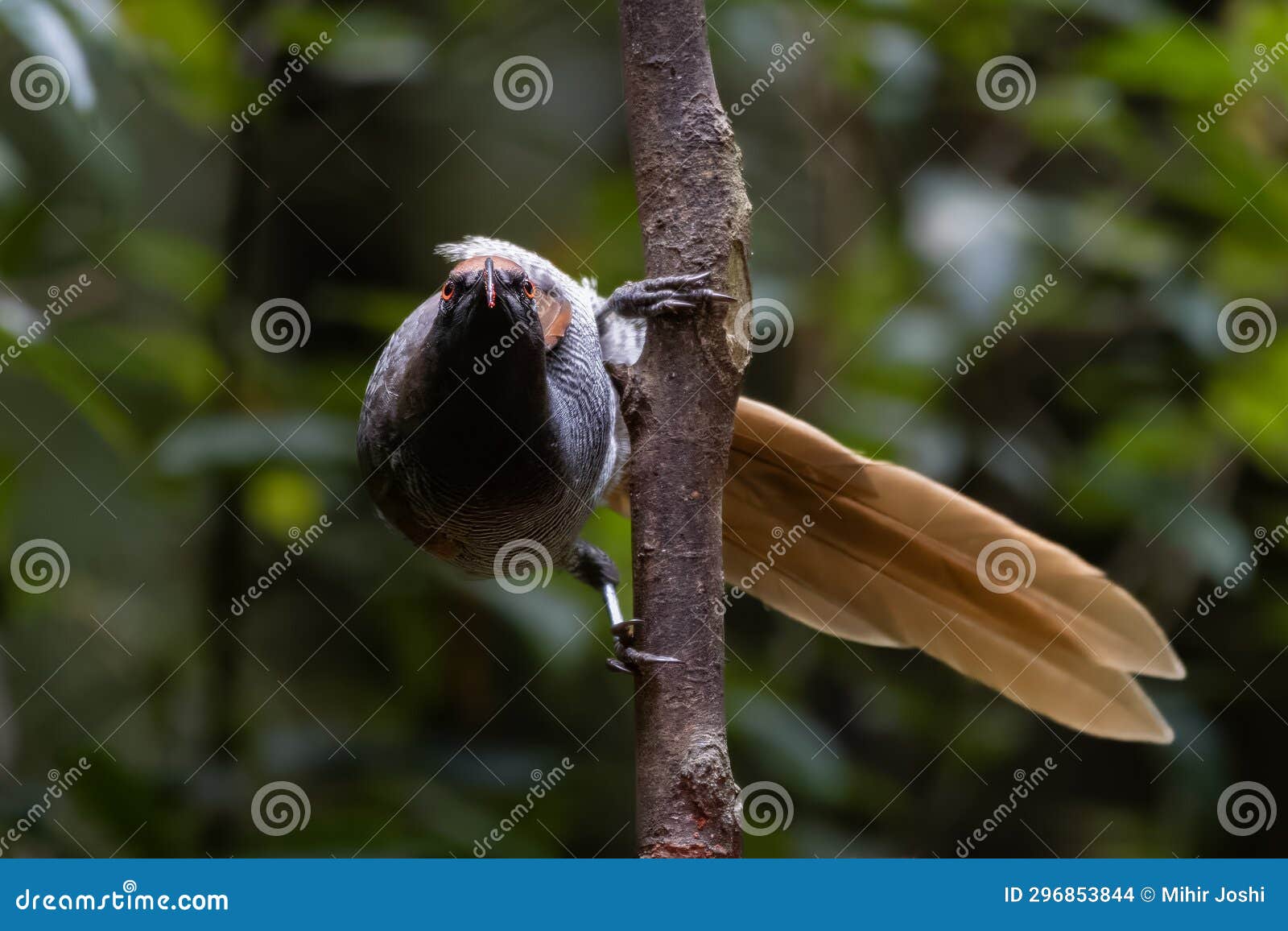 the black sicklebill or epimachus fastosus is a large member of the birds of paradise family, paradisaeidae