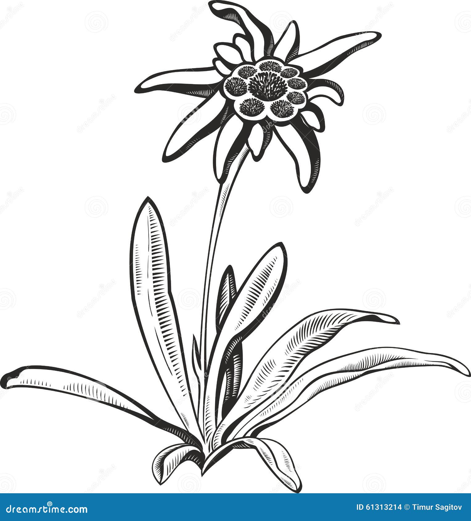 black silhouette outline edelweiss (leontopodium) flower, the  of alpinism