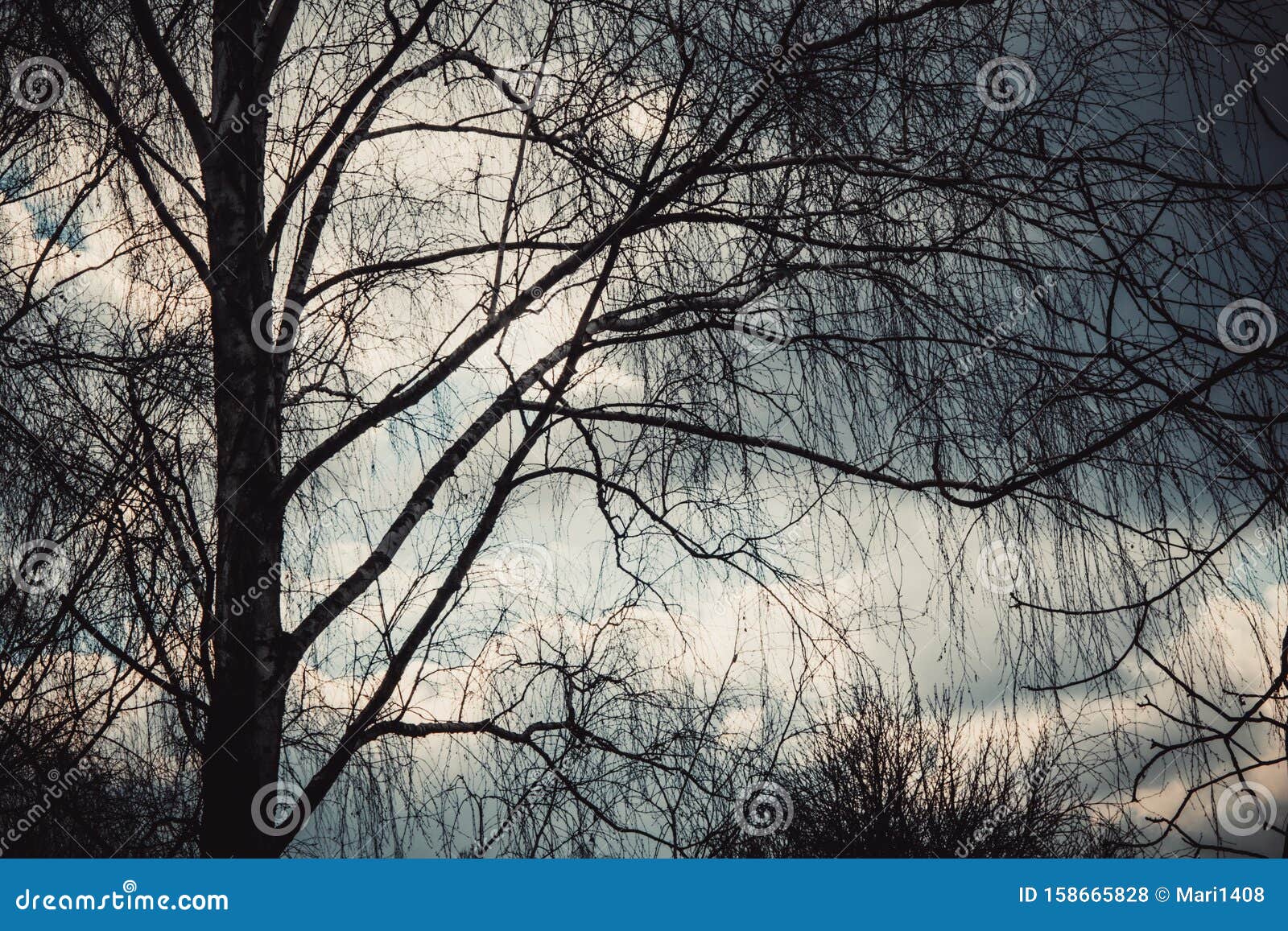 Tree Branches Against a Cloudy Rainy Sky Background Stock Photo - Image
