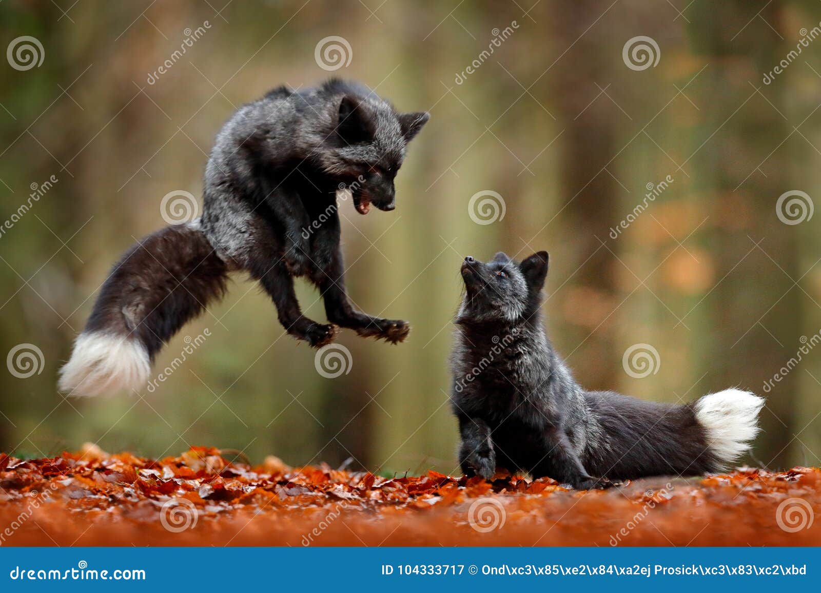black silver fox. two red fox playing in autumn forest. animal jump in fall wood. wildlife scene from tropic wild nature. pair of