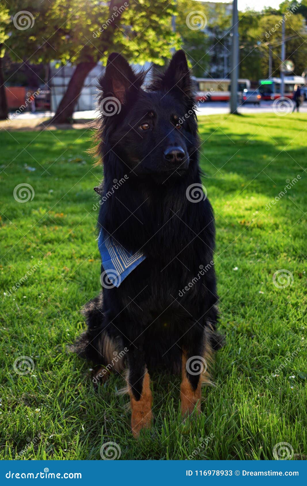 Black Sitting Dog In Brno Stock Image Image Of Shepherd 116978933