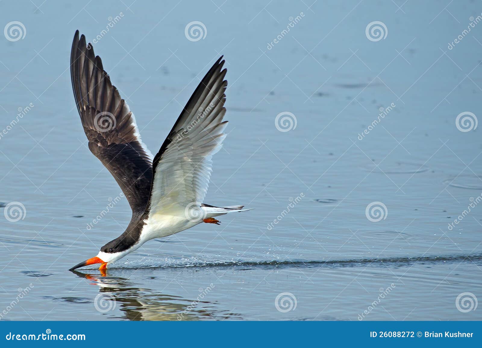 Black Skimmer stock photo. Image of eating, black, skimmer 26088272
