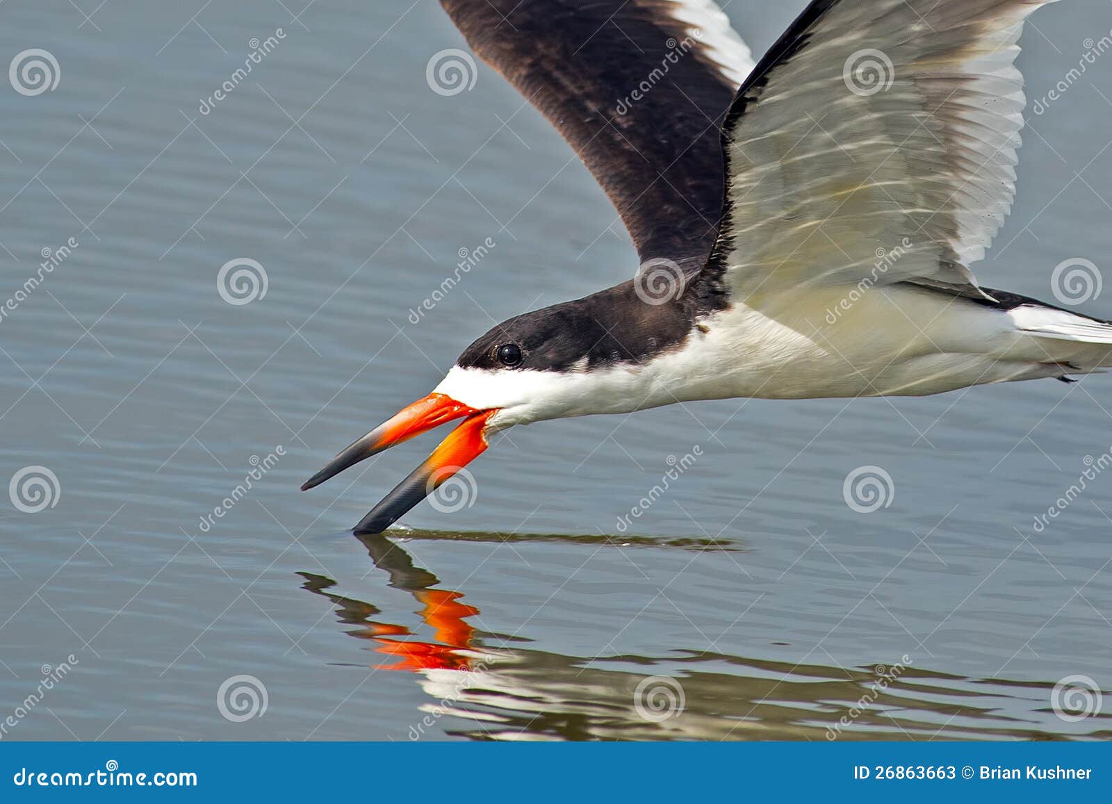 Black Skimmer stock image. Image of shadow, eating, shorebird 26863663