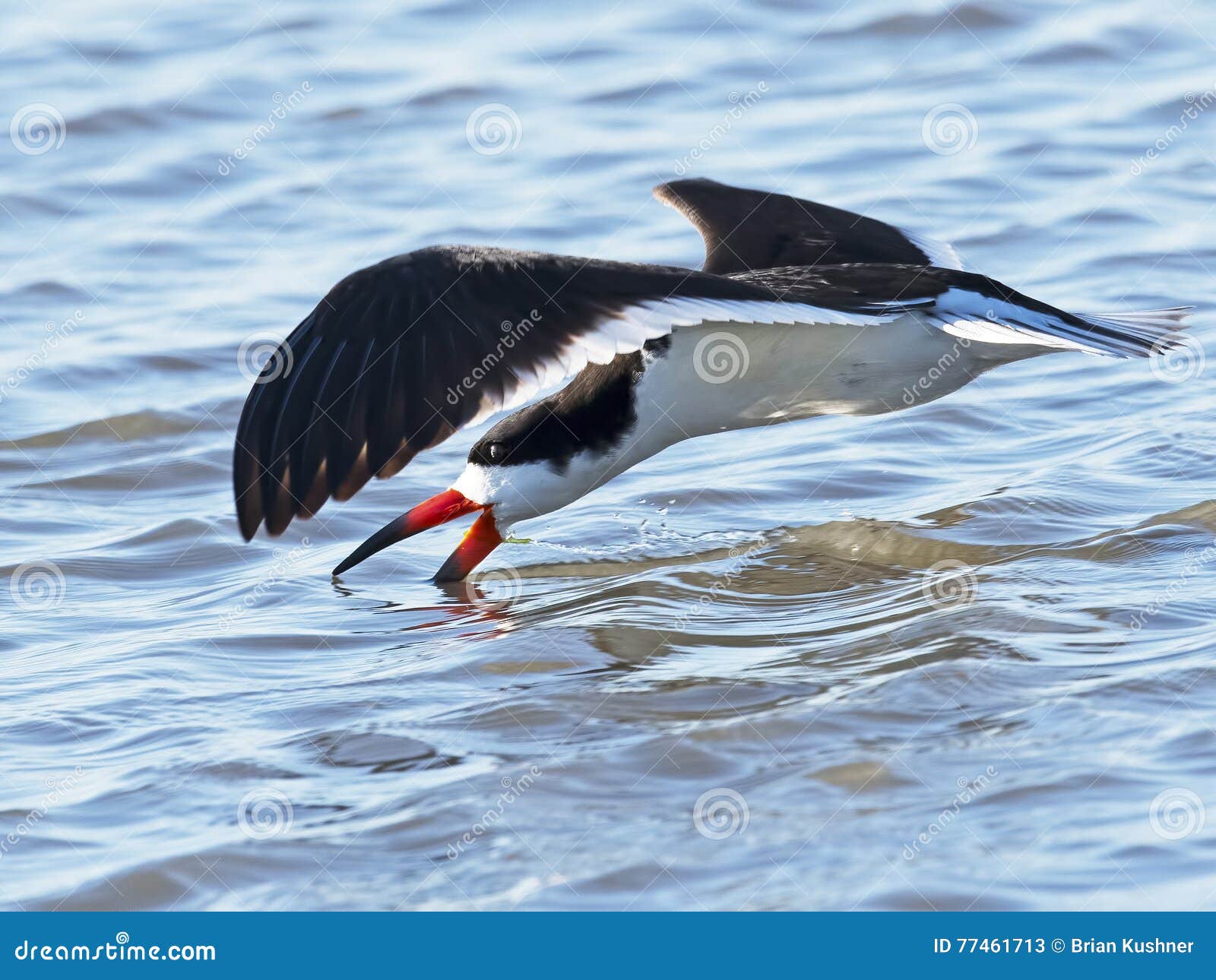Black Skimmer stock image. Image of shore, bird, cutting 77461713