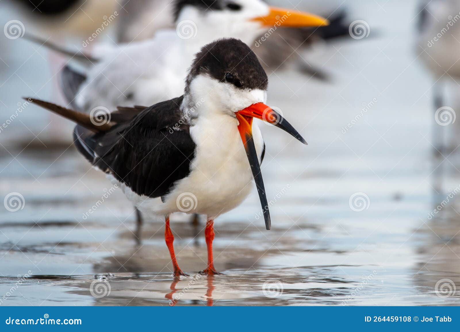 Black Skimmer on a Florida Beach. Stock Photo Image of white