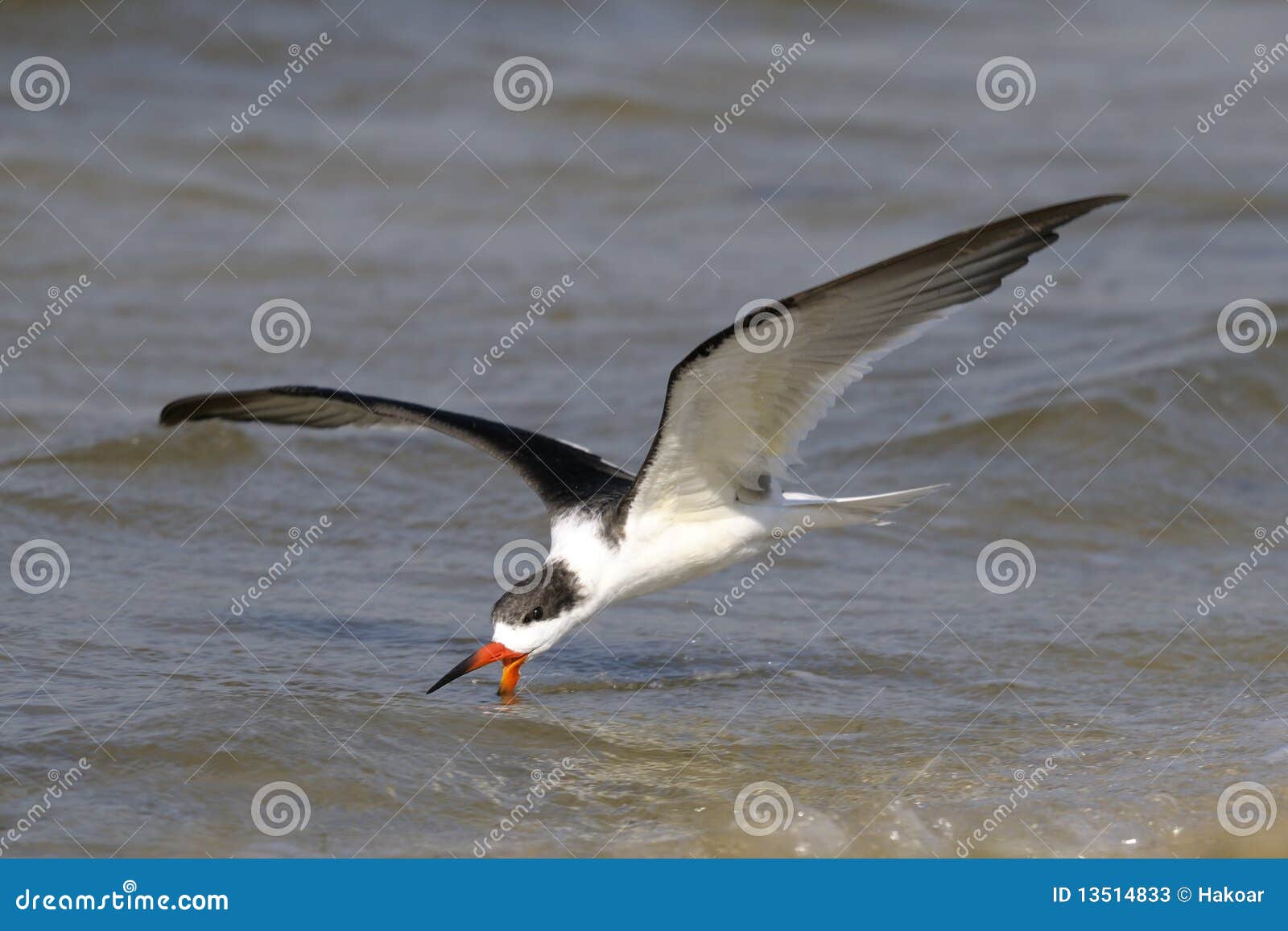 Black Skimmer, Rynchops Niger Stock Image Image of animal, crest