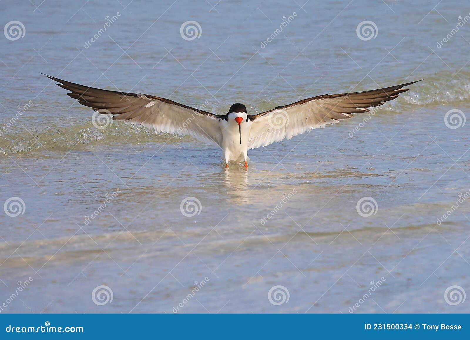 black skimmer wingspan