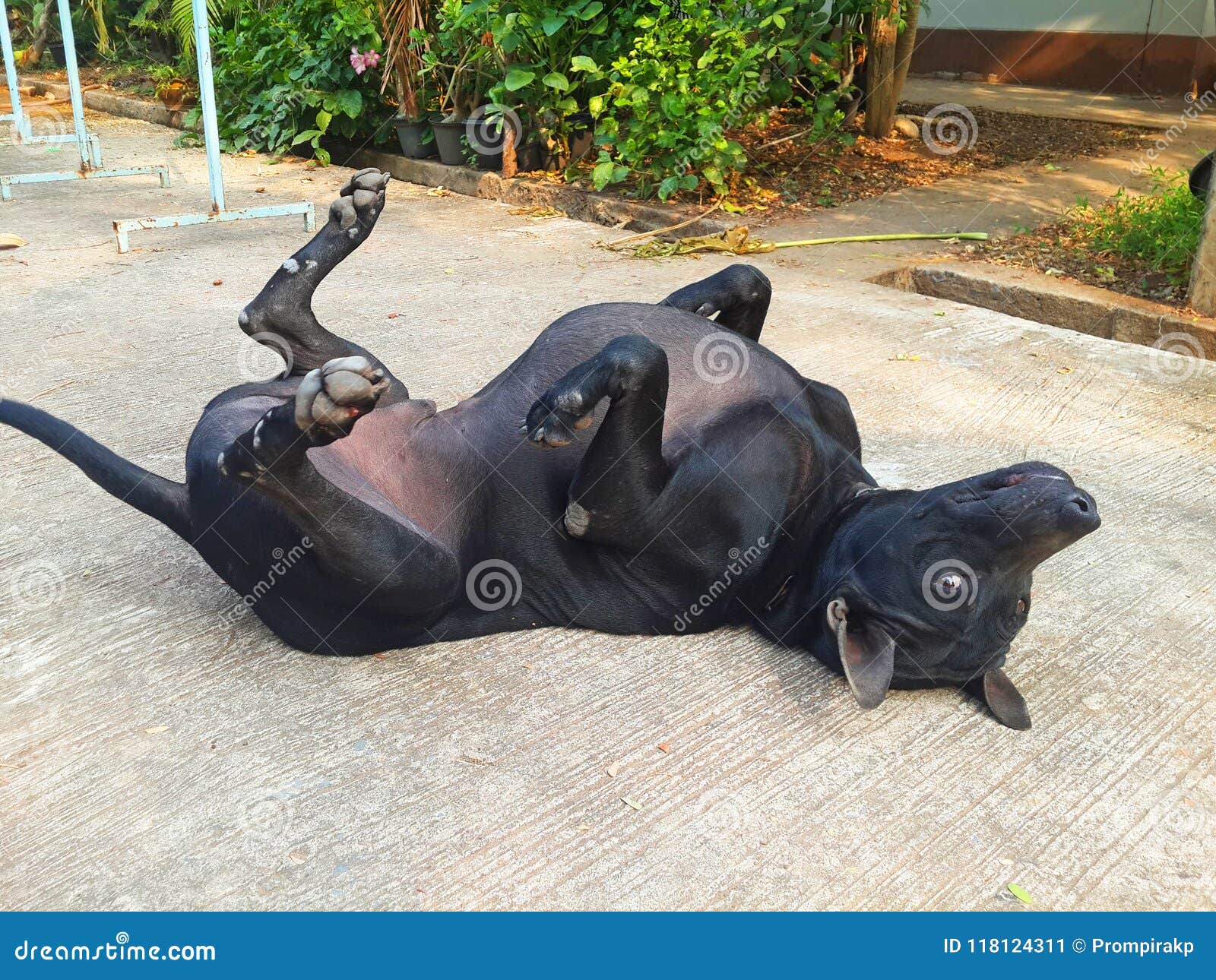 Do Some Dogs Have Black Skin