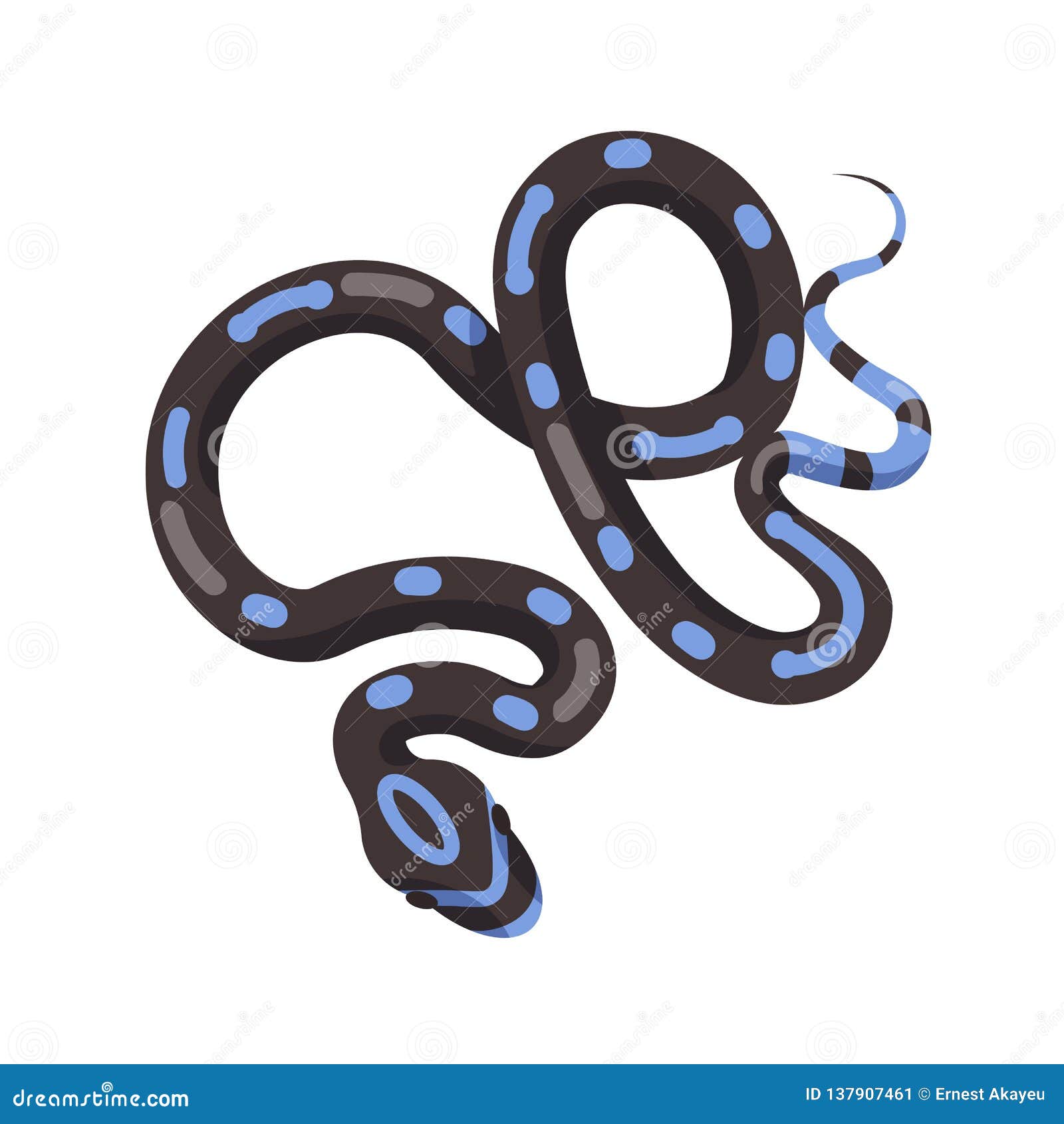 black snake with blue patches  on white background. exotic legless reptile, venomous predator, wild carnivorous