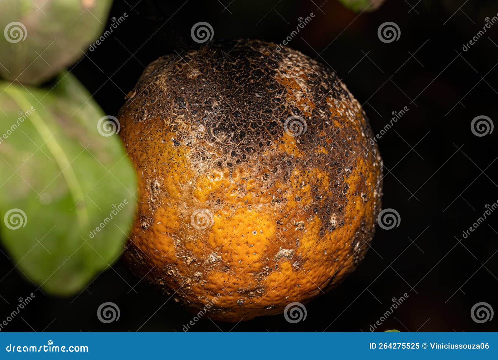 Black Sooty Mold Stock Image Image Of Leaf Foliage 264275525