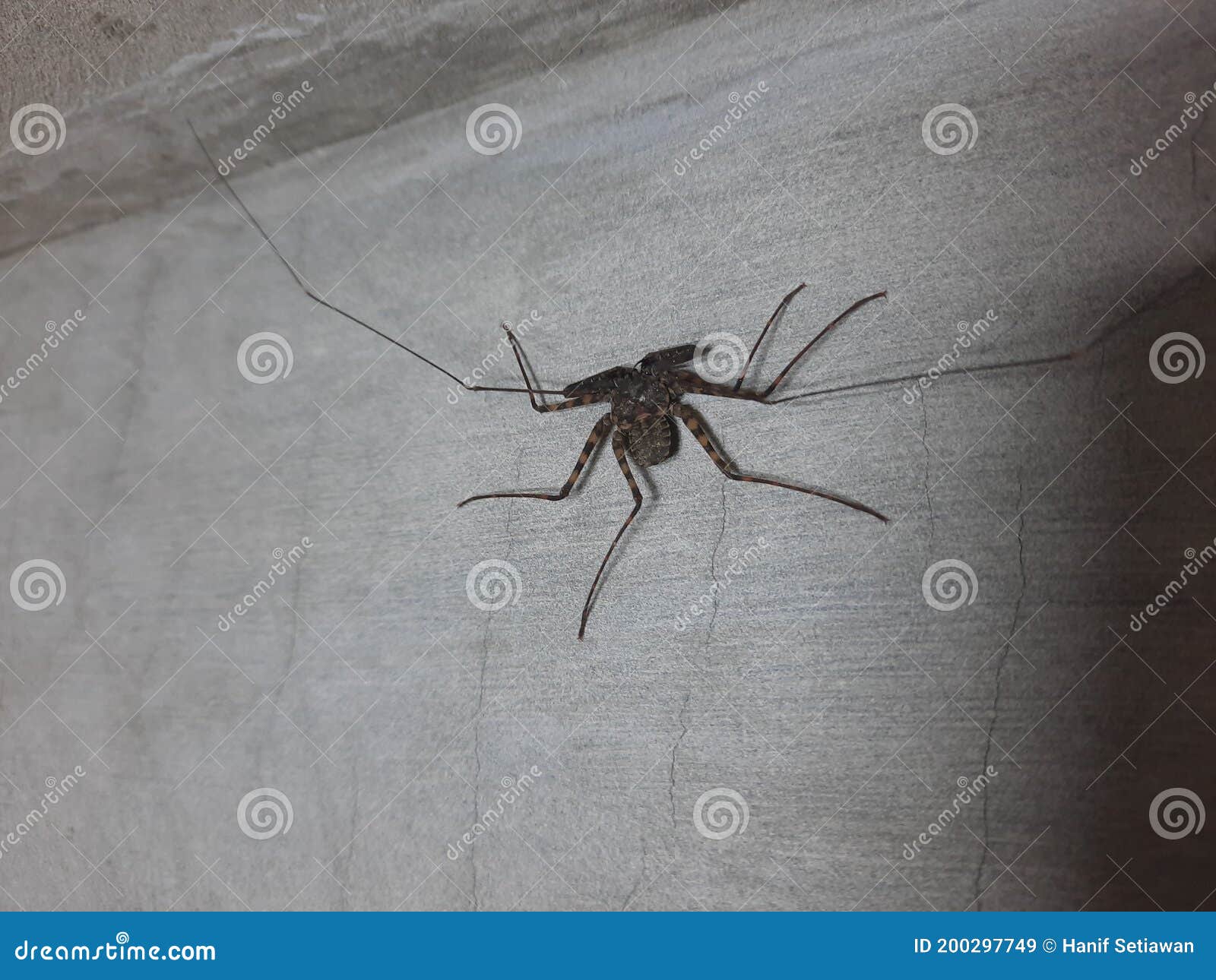 A Black Spider with Very Long Antenna Walking on Grey Plastering Wall ...
