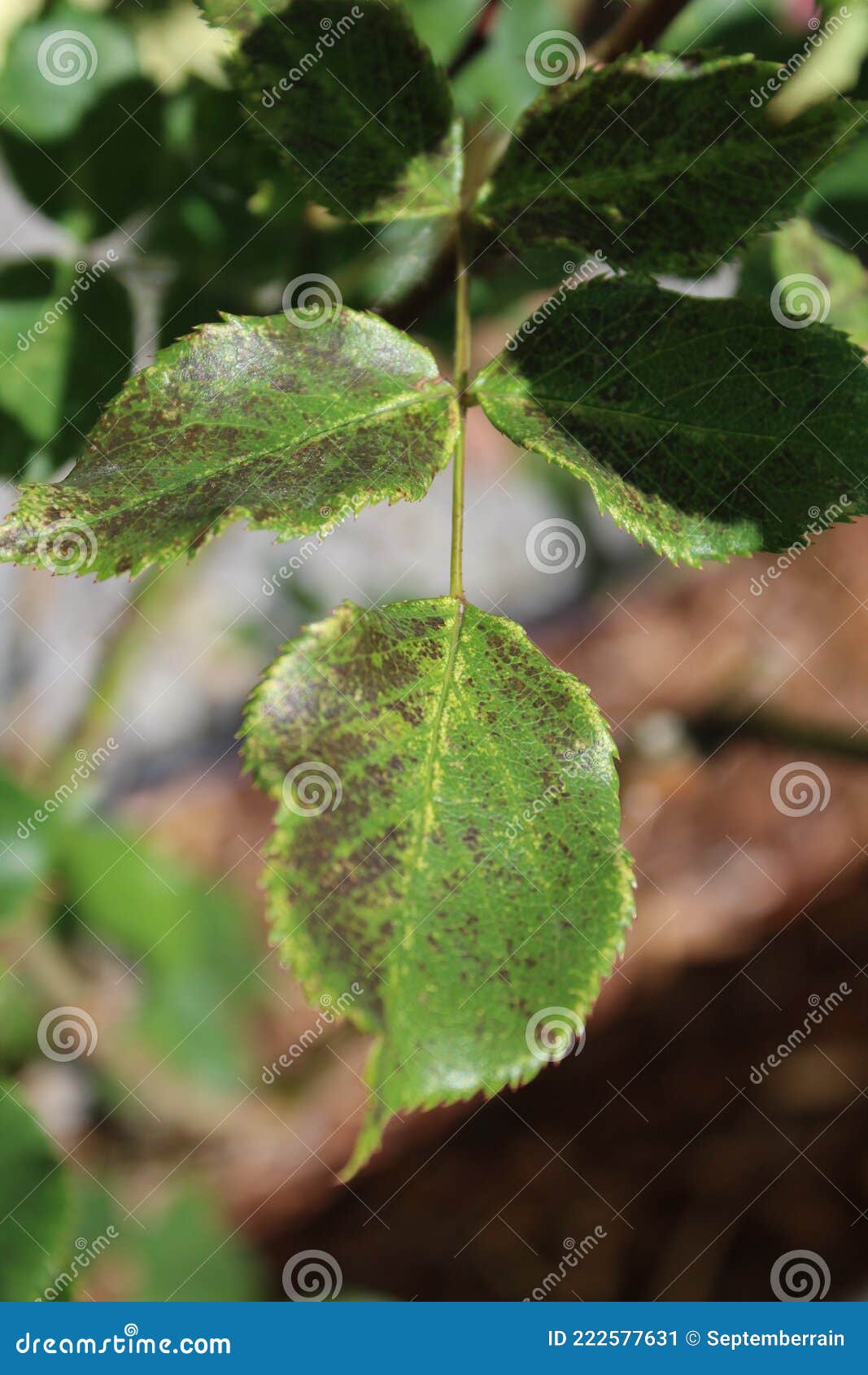 Black Spots Develop on the Rose Leaves Stock Image Image of