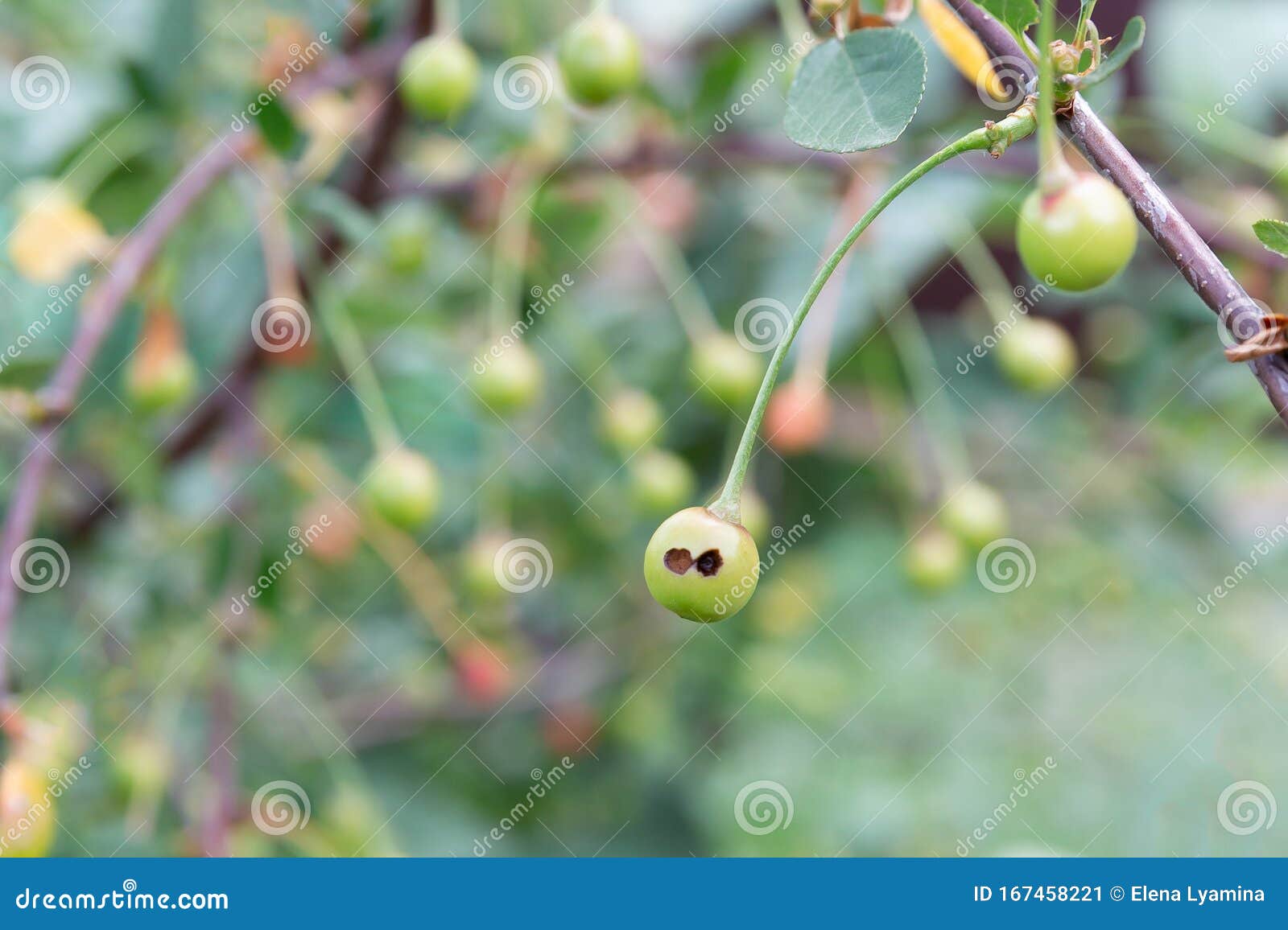 Black Spots on the Fruit of the Cherry. Concept of Methods of Dealing
