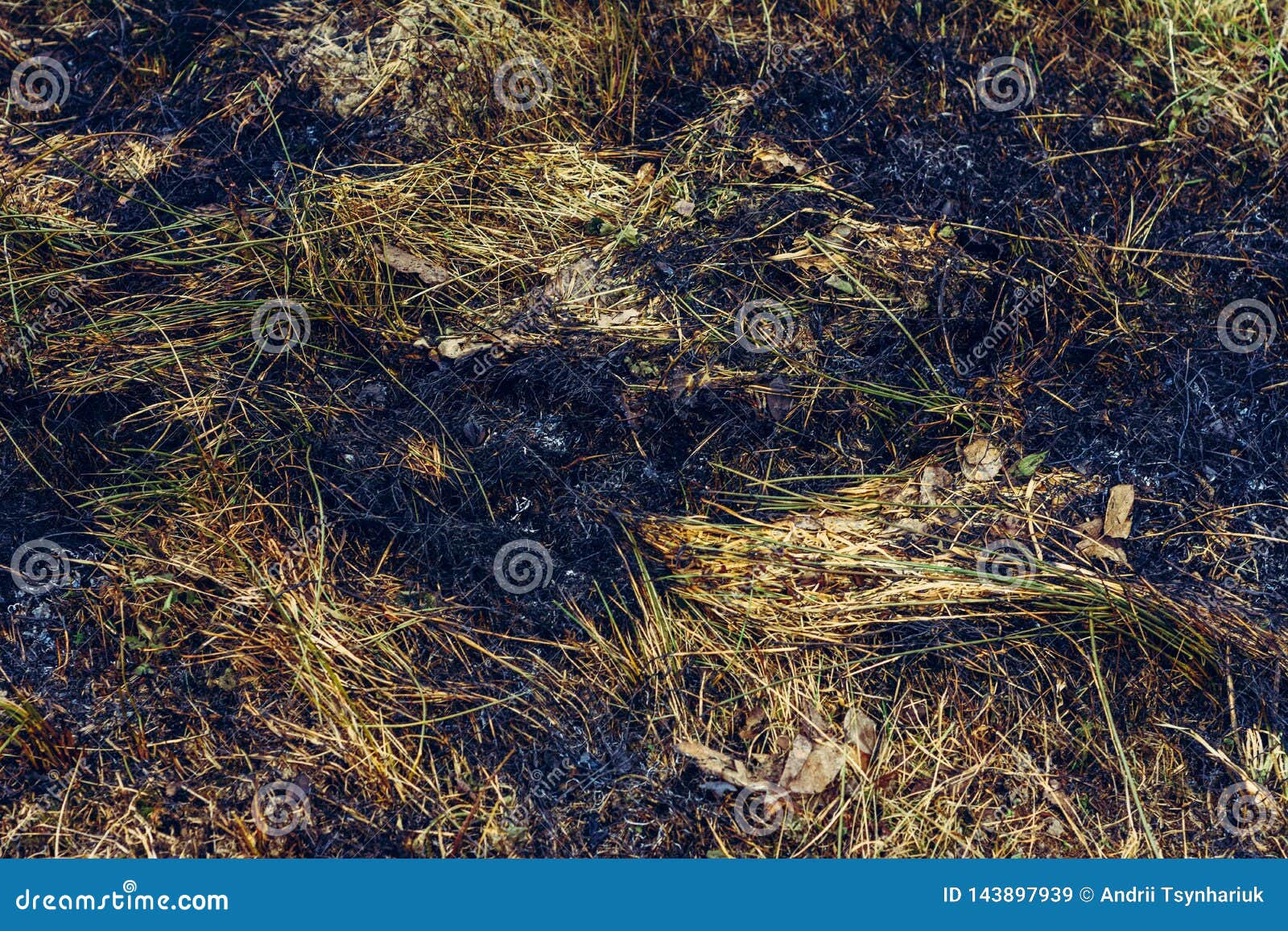 Black Spots and Smoke from Burnt Dry Grass are Environmentally