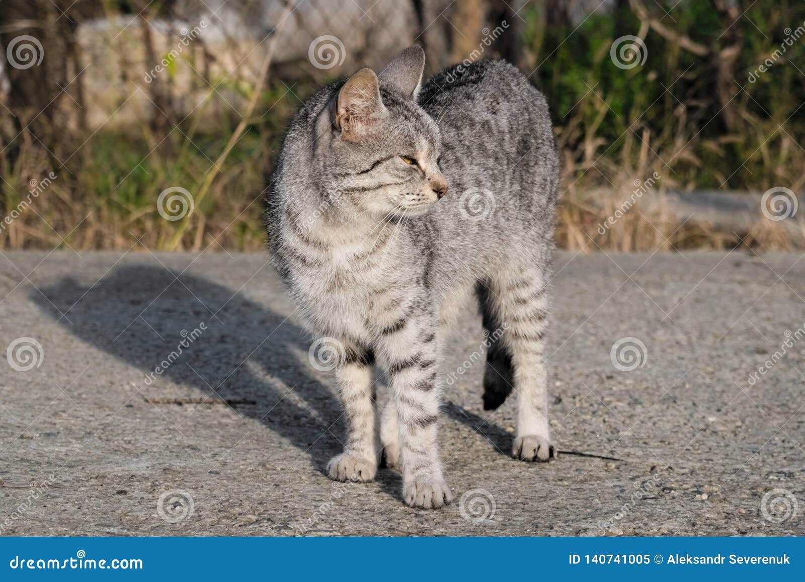 Kitty squints in the sun stock image. Image of closely ...