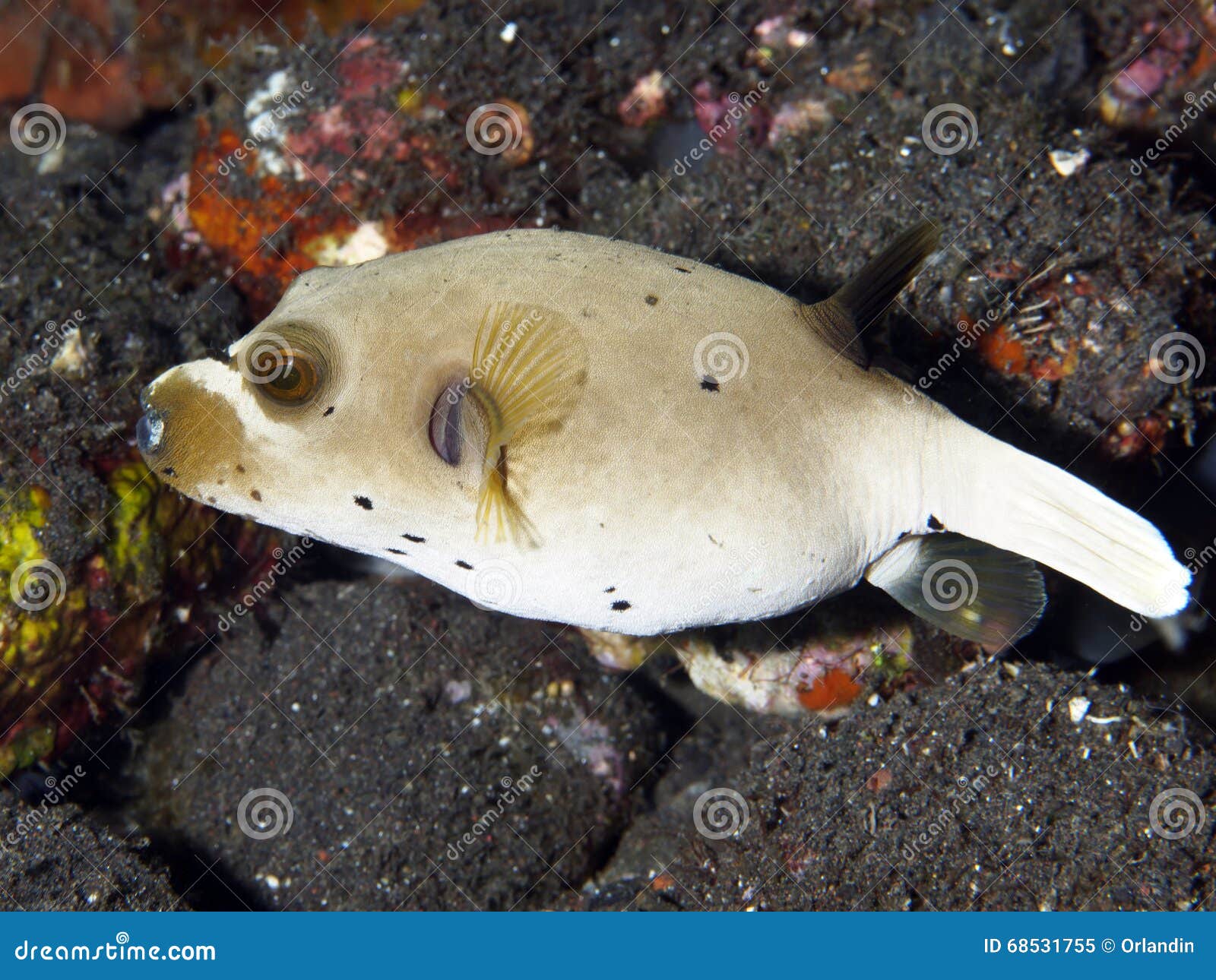 Black-Spotted Puffer stock image. Image of world, tetraodontidae - 68531755