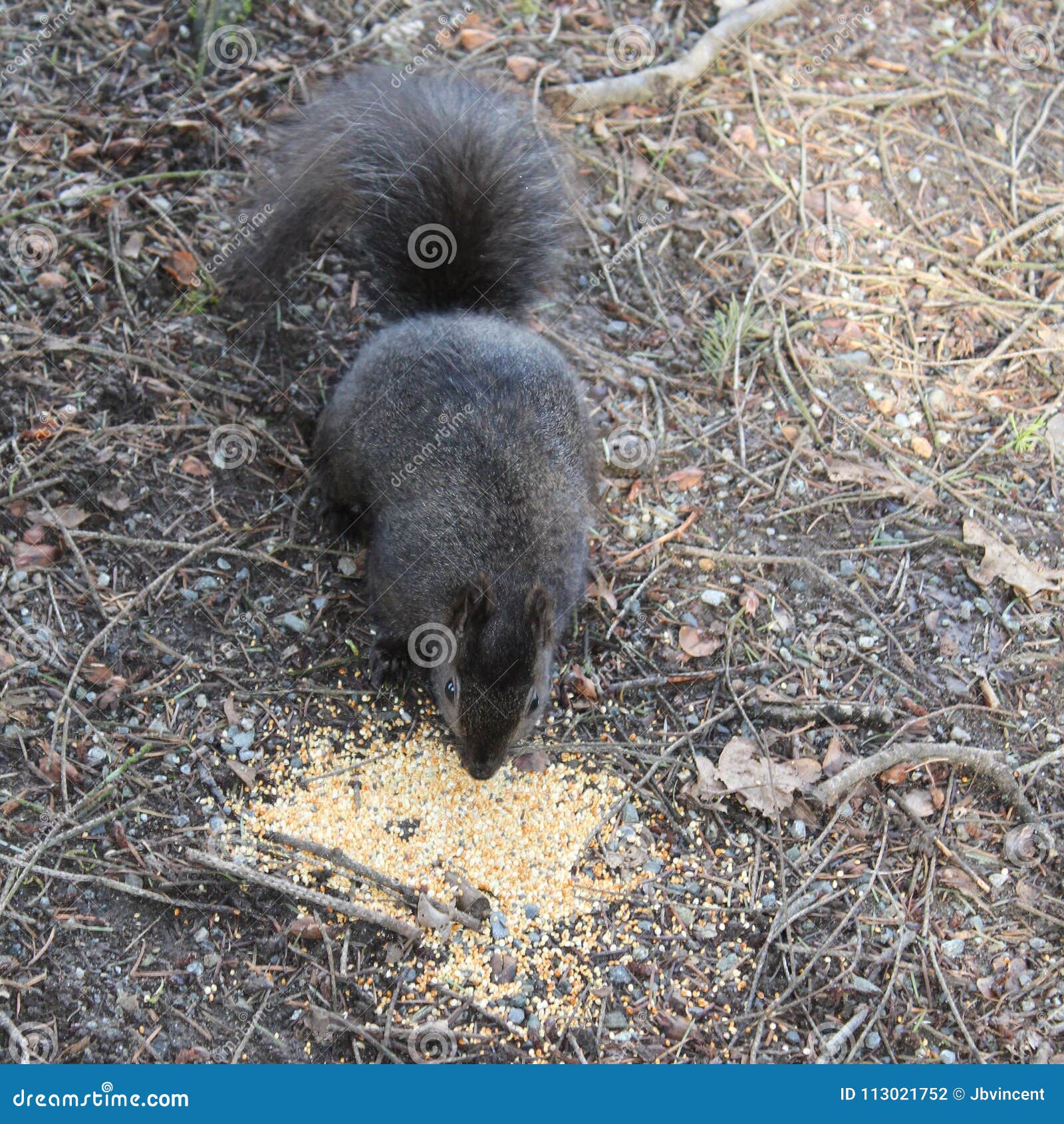 Black Squirrel Eating Bird Seed Stock Photo Image of growth, fall