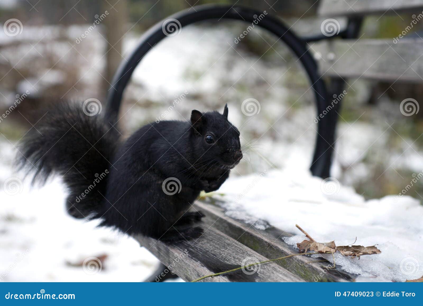 Black Squirrel Stock Photo  Image: 47409023