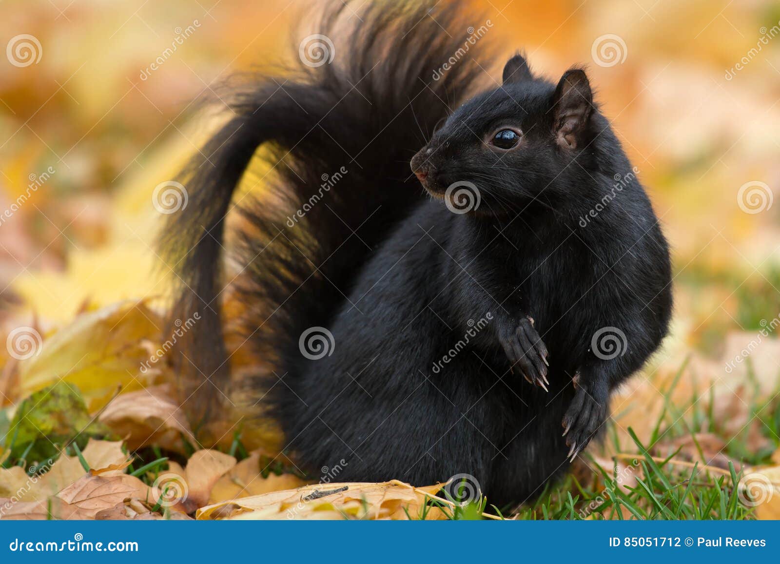 Black Squirrel Sciurus Carolinensis Stock Photo Image of squirrels