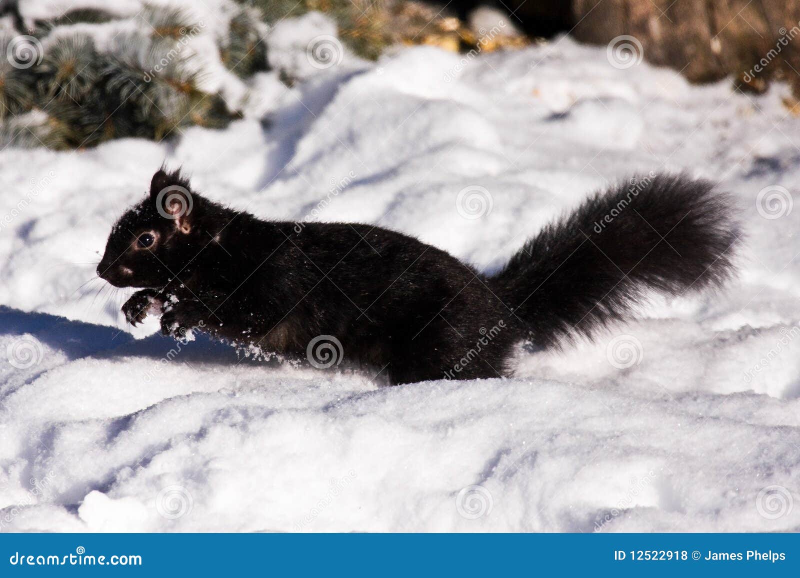 Black Squirrel In Winter stock photo. Image of backyard  12522918