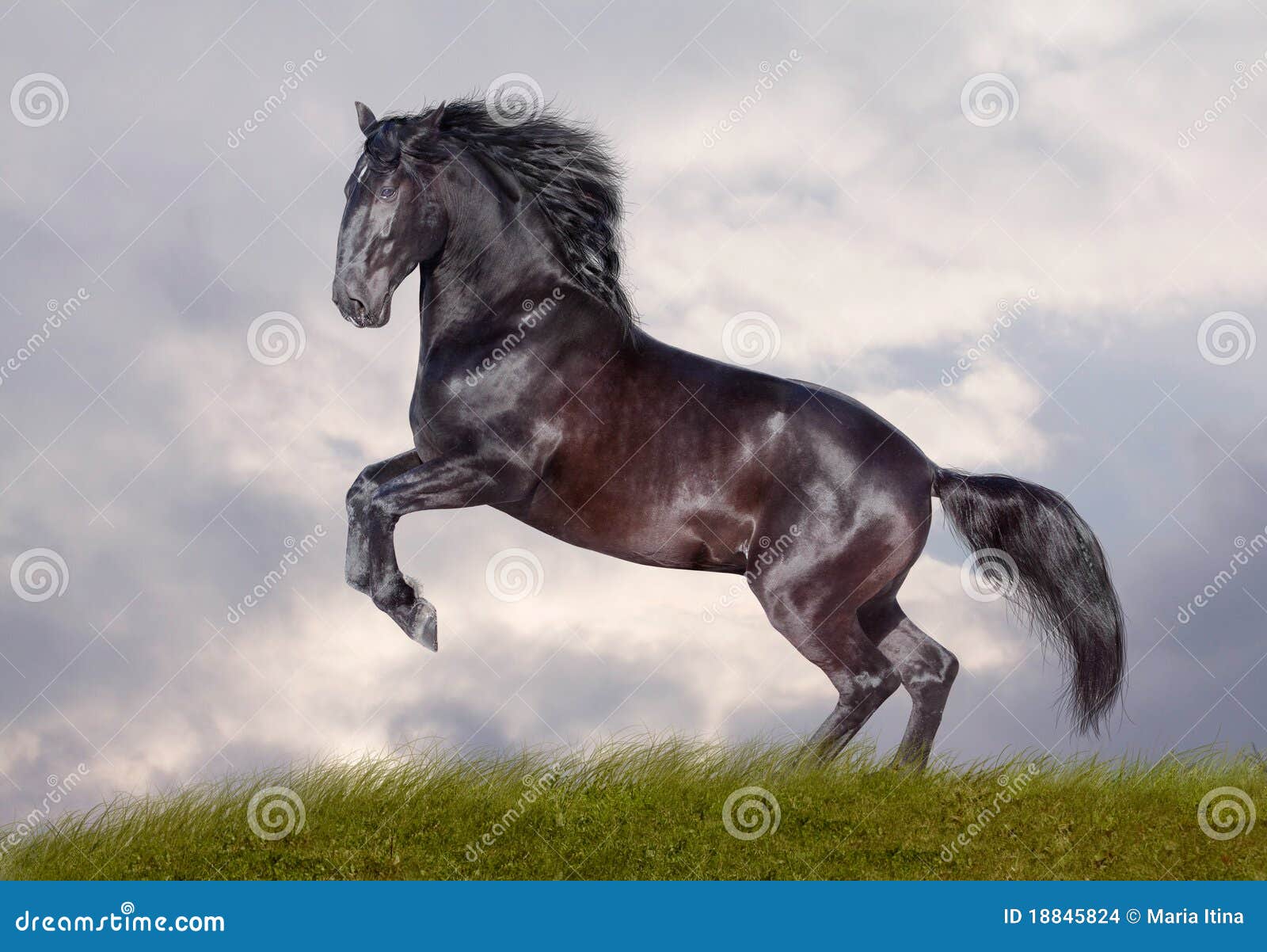 Black stallion on stormy background