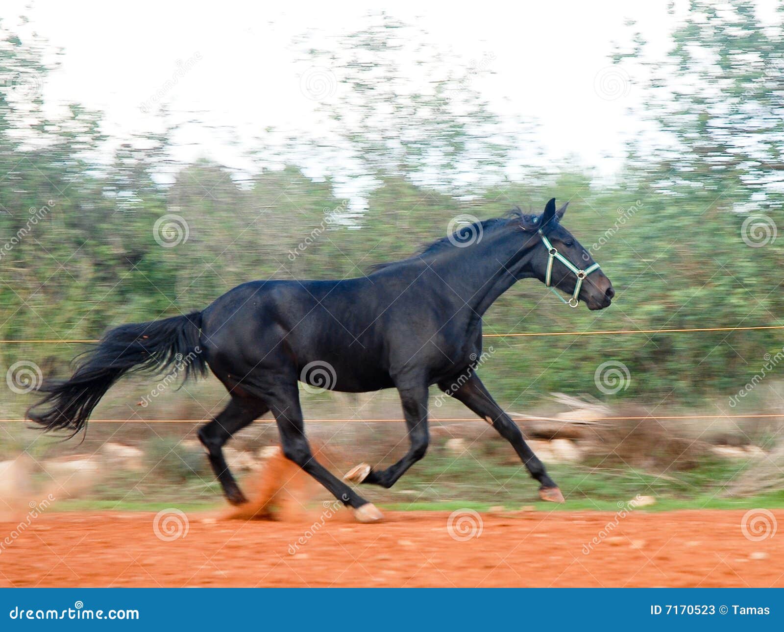Black Stallion stock image. Image of strong, horse, force 7170523