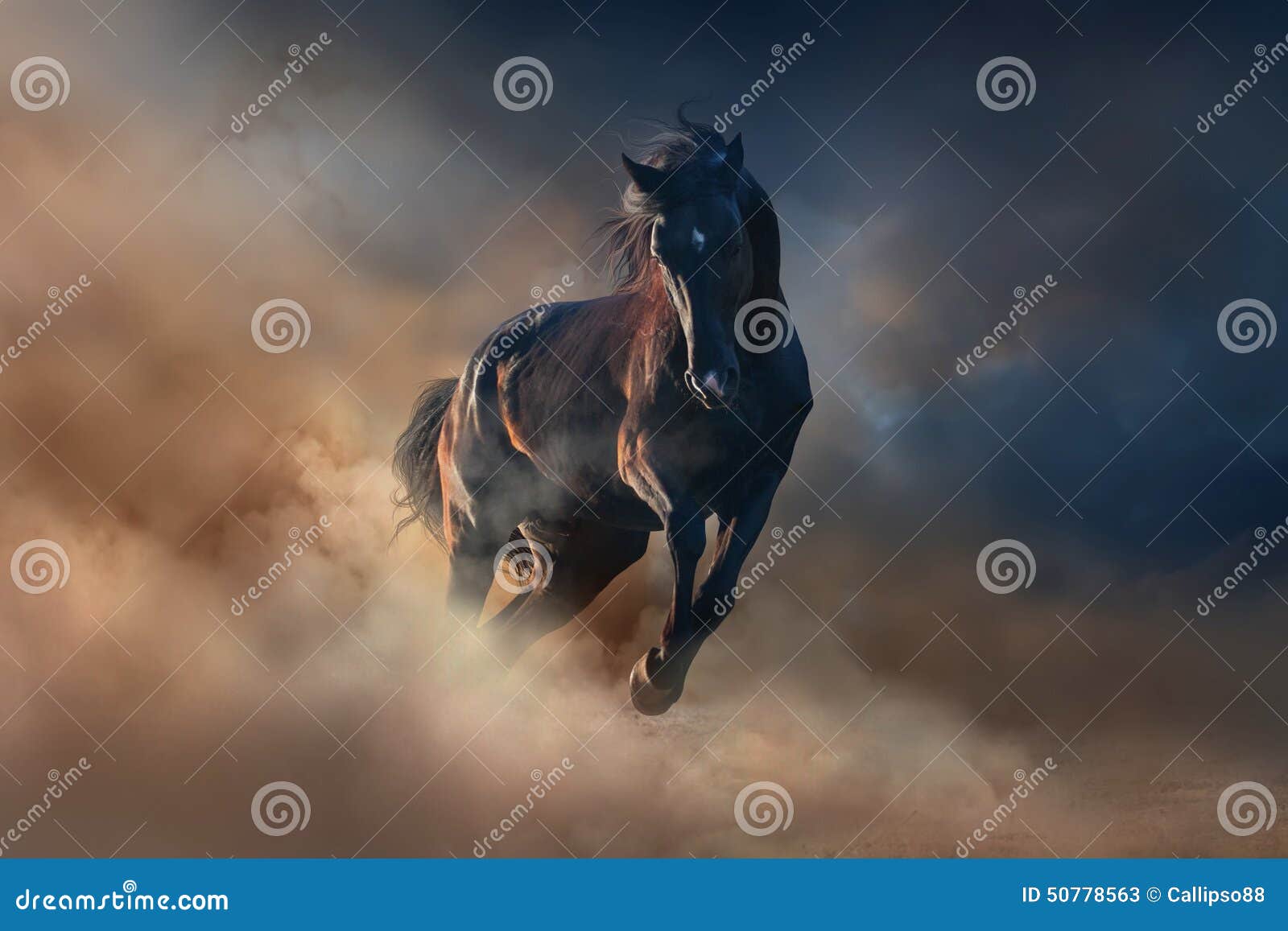 black stallion horse