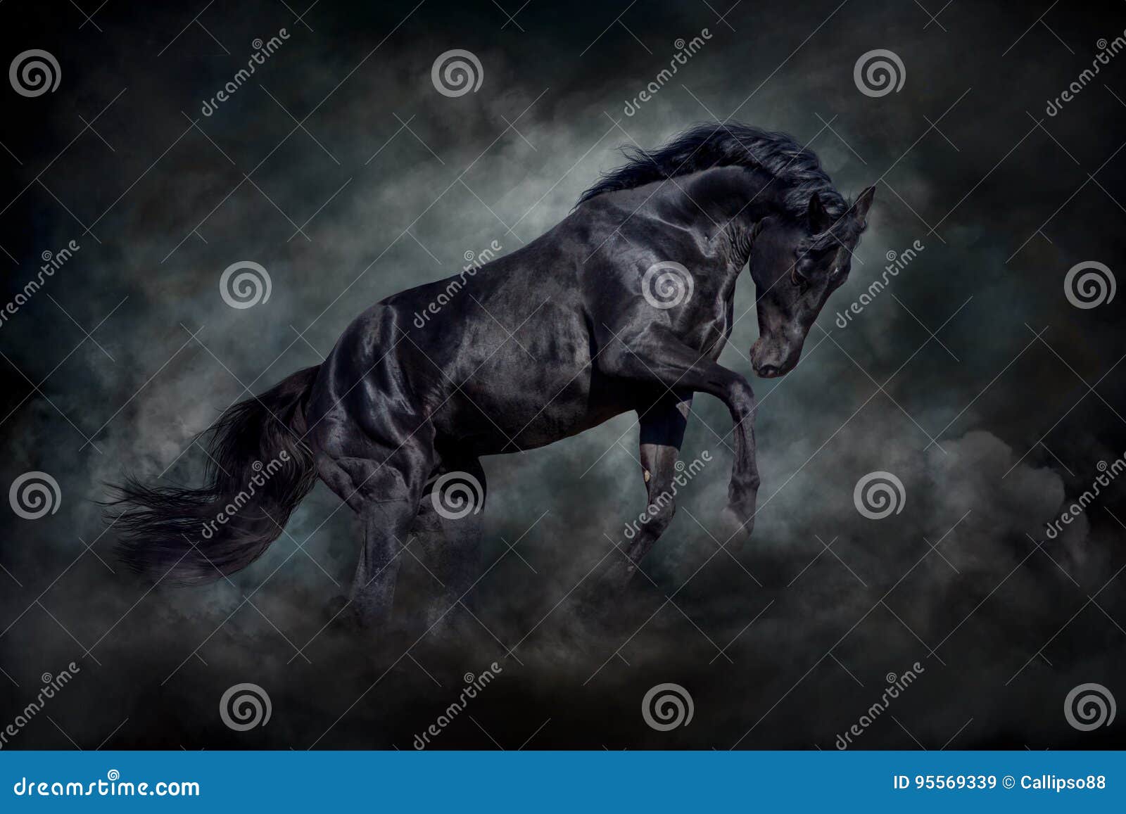 black stallion in motion