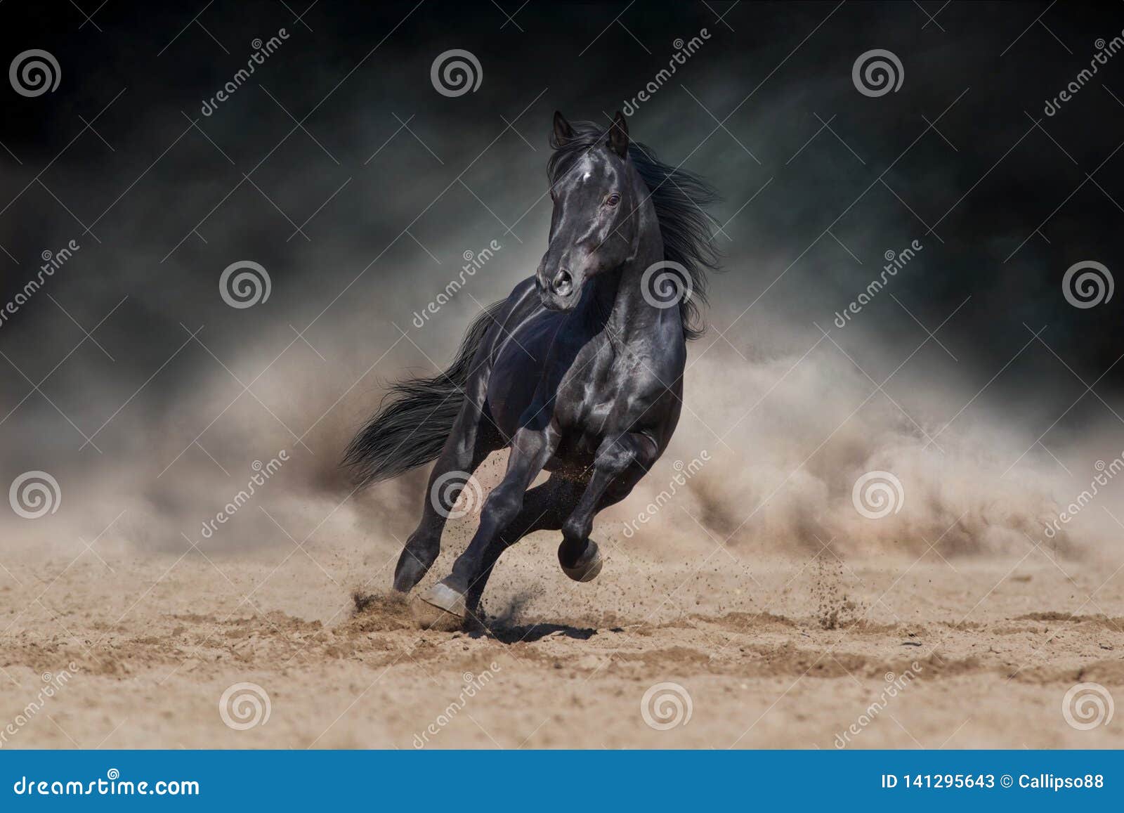 Black Horse on Dark Background Stock Image - Image of dark, bridle: 141295643 Black Horse on Dark Background Stock Image - Image of dark, bridle: 141295643