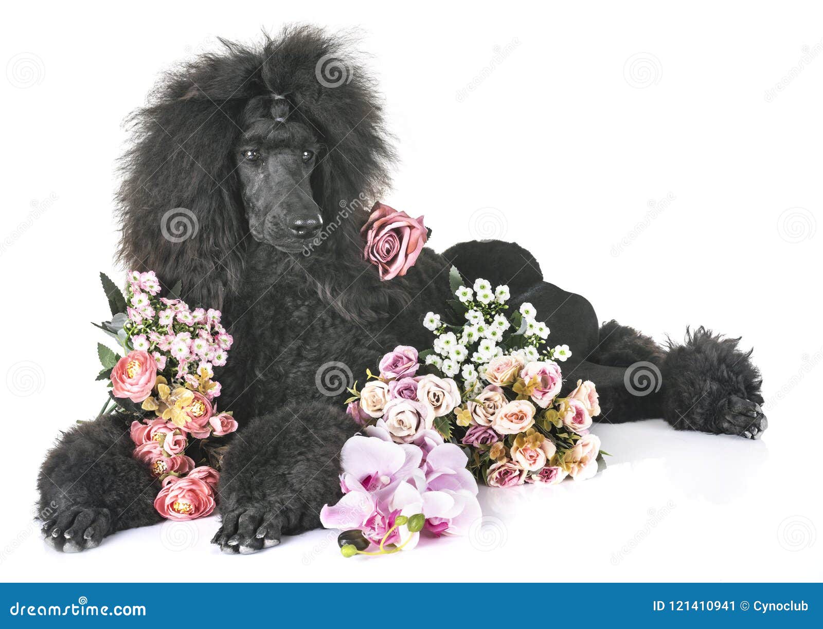 black standard poodle