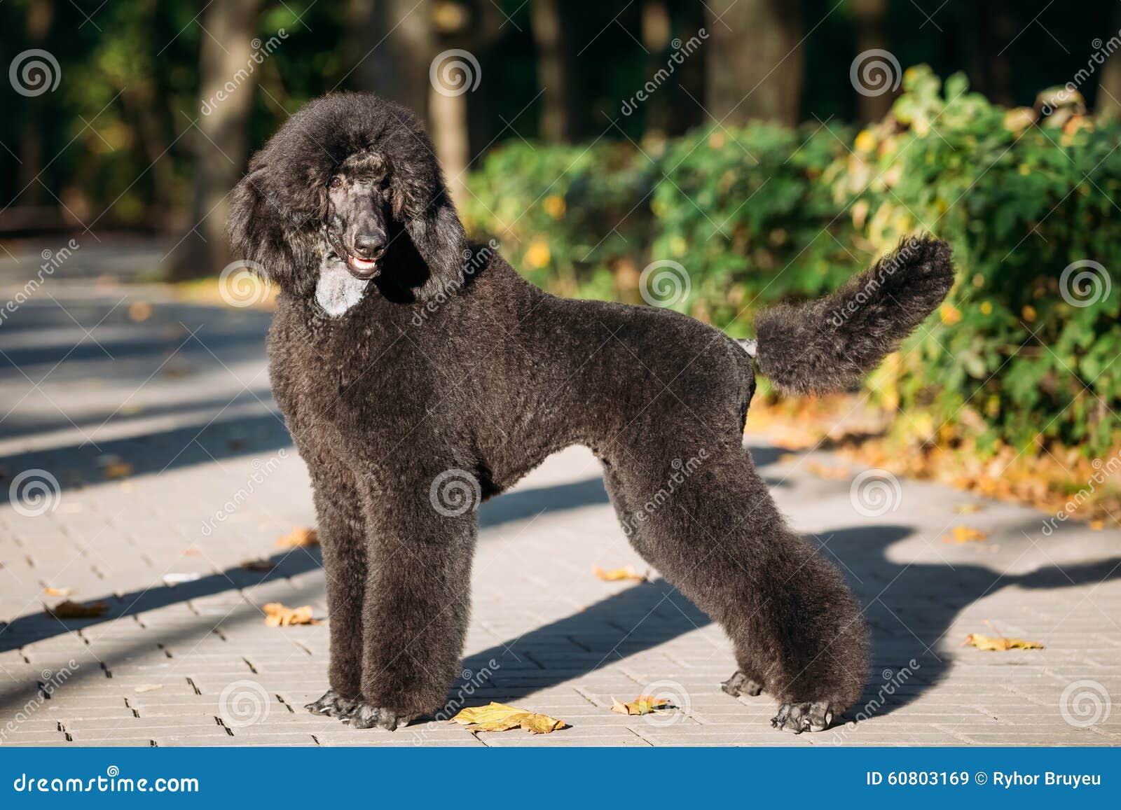 black standard poodle dog outdoor