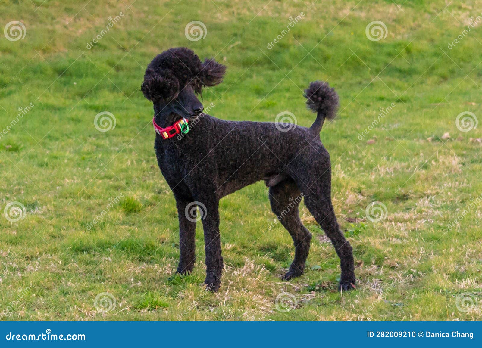 Black Standard Poodle Standing in the Grass Stock Photo Image of outdoors, breed 282009210