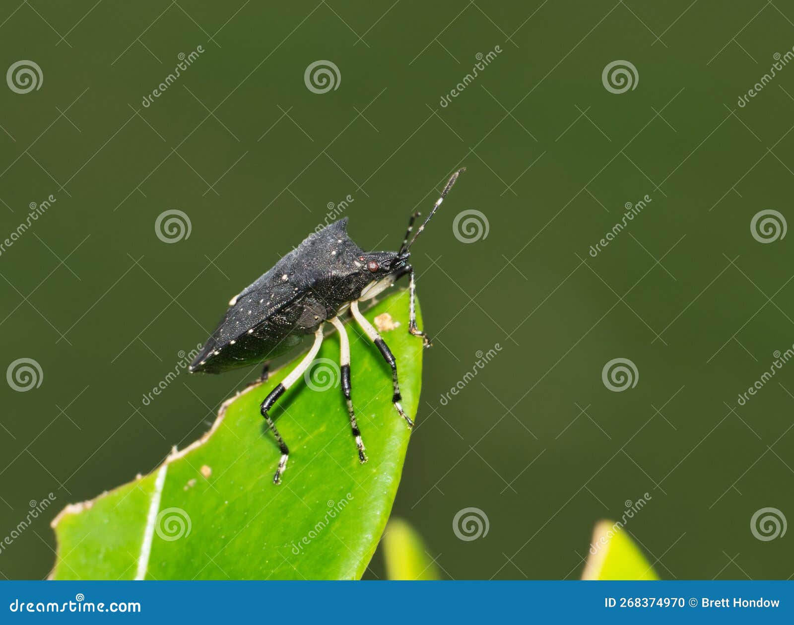 black stink bug (proxys punctulatus) on a leaf in houston, tx.