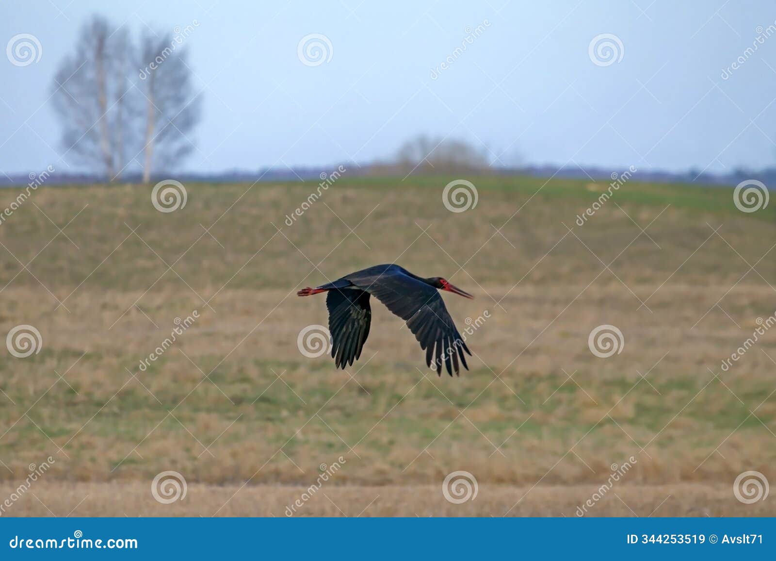 a black stork (ciconia nigra) flies over a spring field.