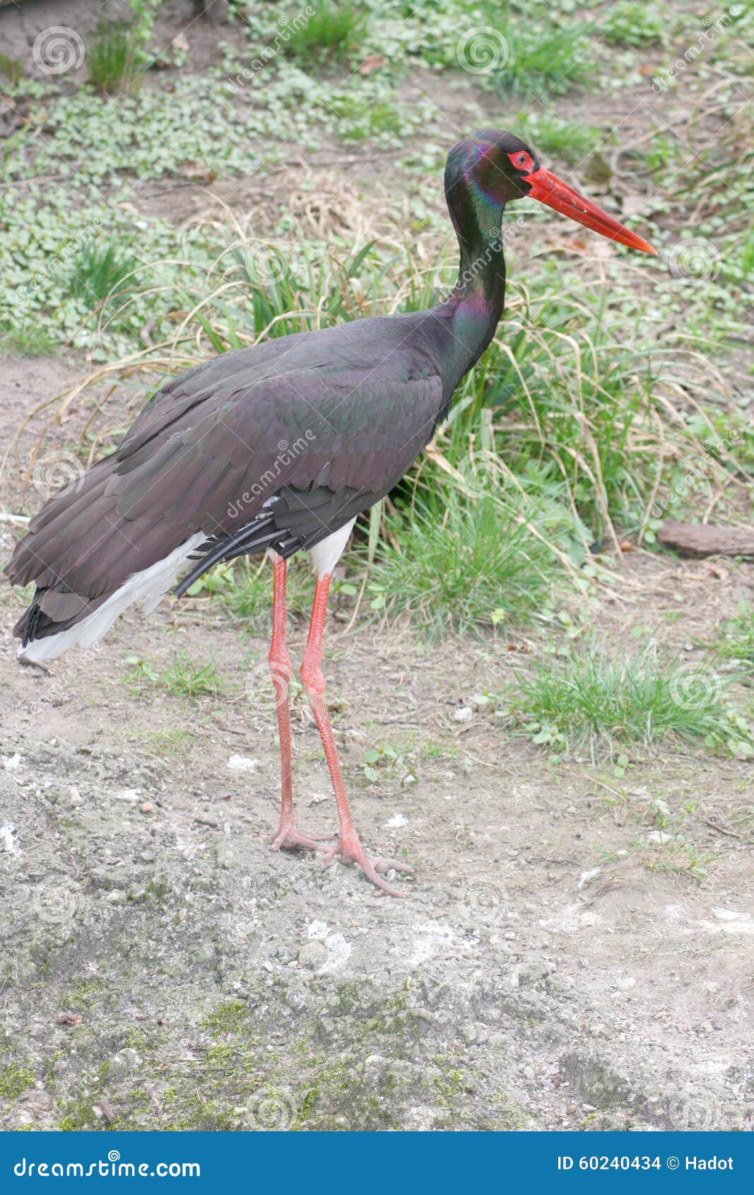 Black stork (Ciconia nigra) walks around on a green meadow