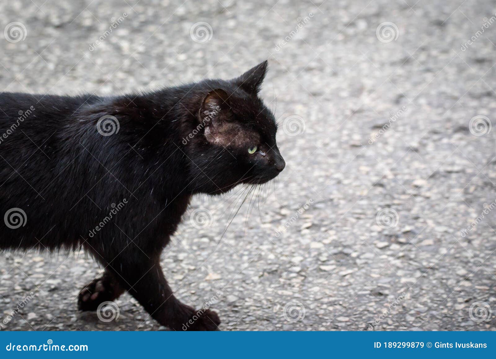 black stray cat on the stree in city.