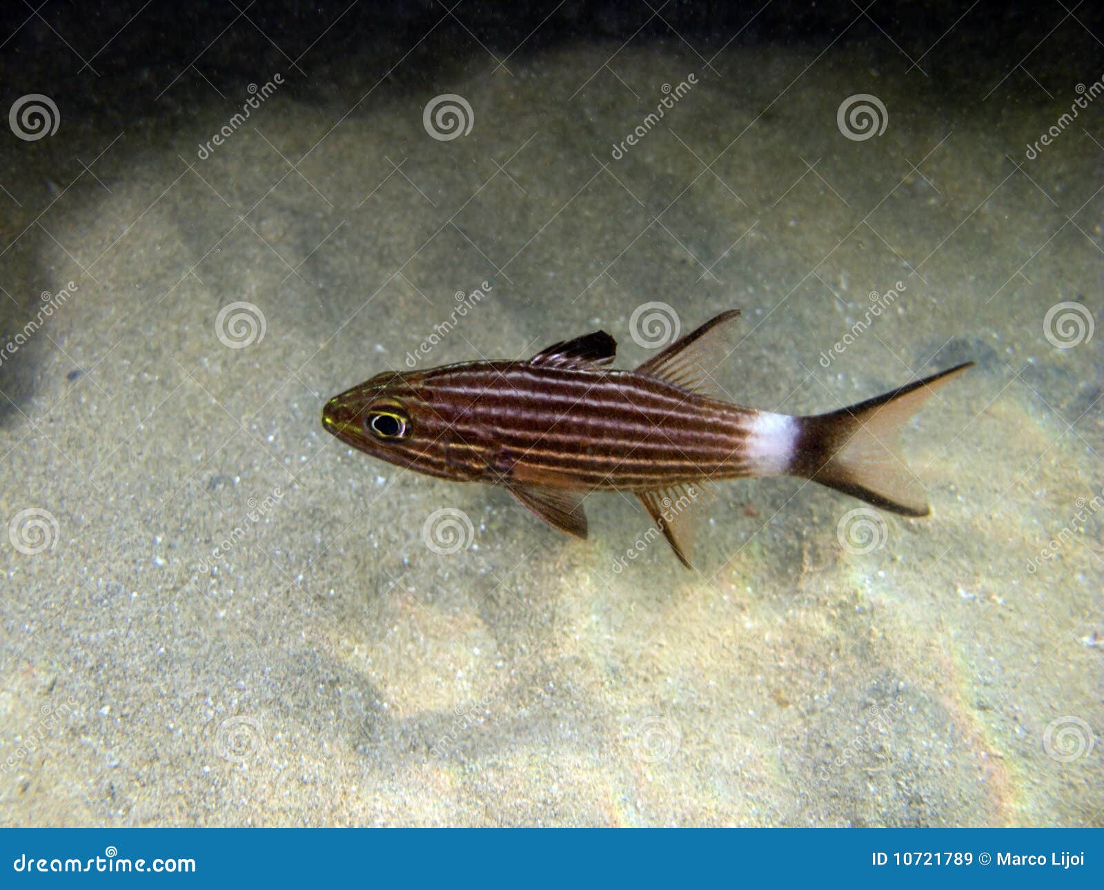Black Striped Cardinal Fish in the Sand Stock Image Image of snorkeling, exotic 10721789