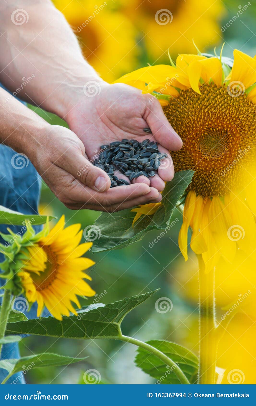 Black Sunflower Seeds in Hand on the Background of Flowers of Sunflower