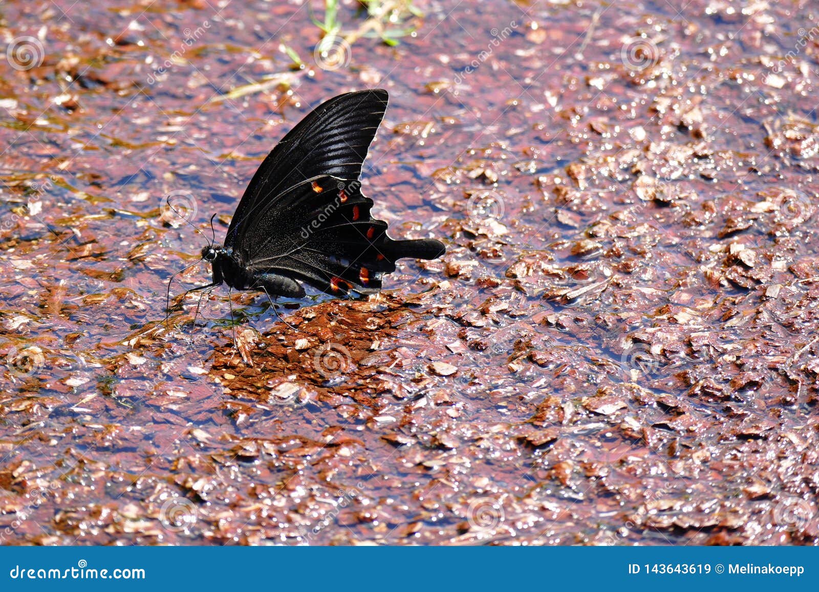 swallowtail.butterfly download japanese movie