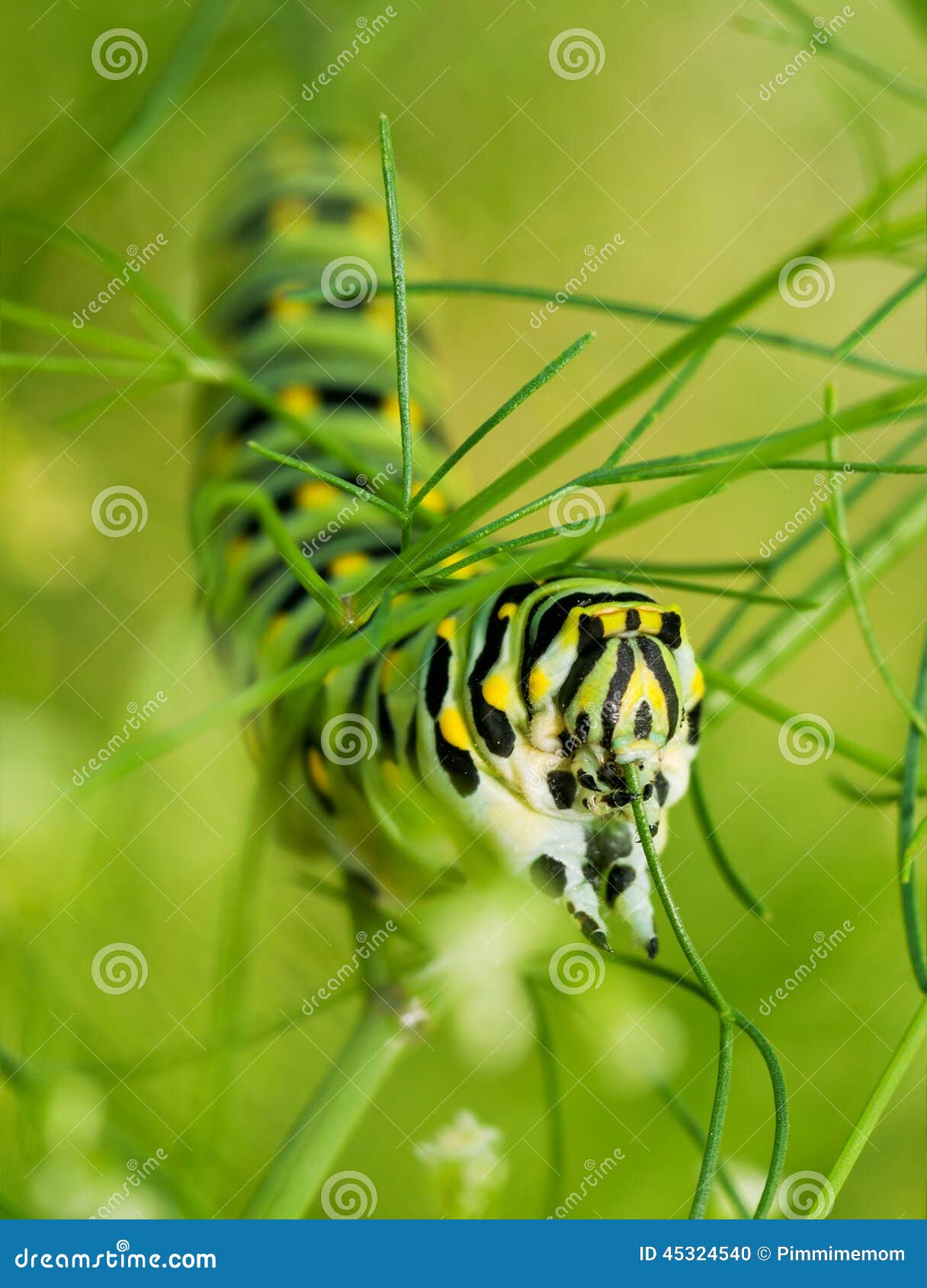 Black Swallowtail Caterpillar Feasting on Dill Stock Photo Image of
