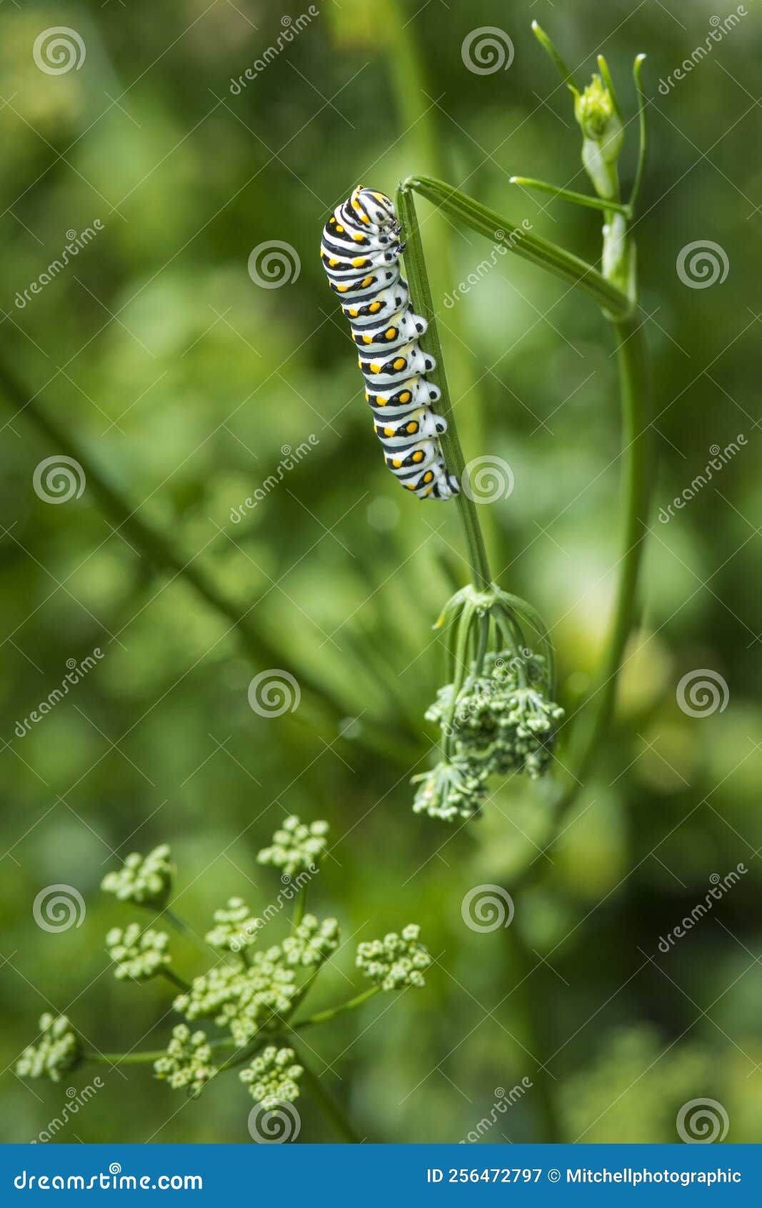 Solitary Black Swallowtail Caterpillar Feeds on a Dill Plant Stock