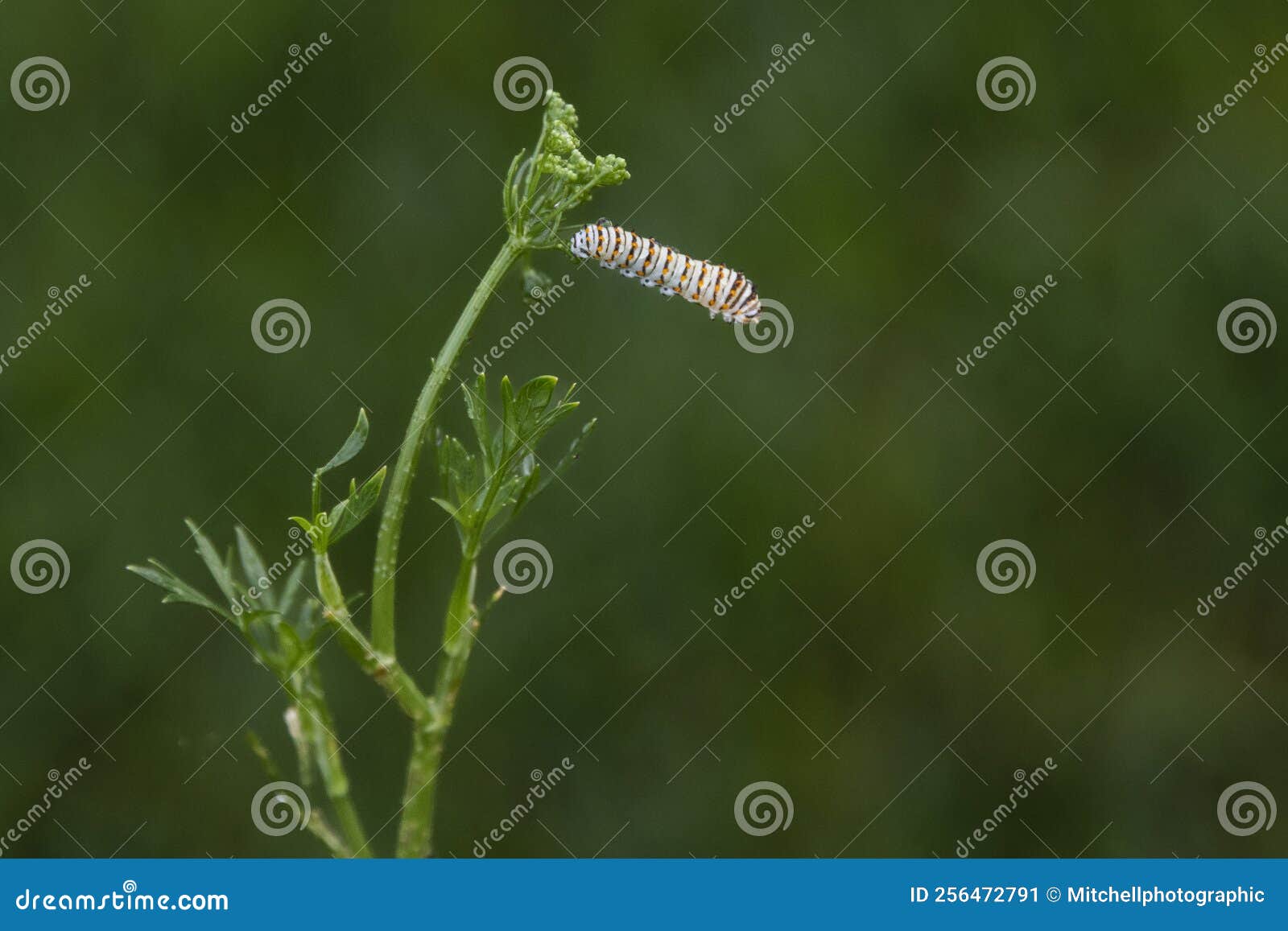 Black Swallowtail Caterpillar Feeds on Dill Plant Stock Image Image