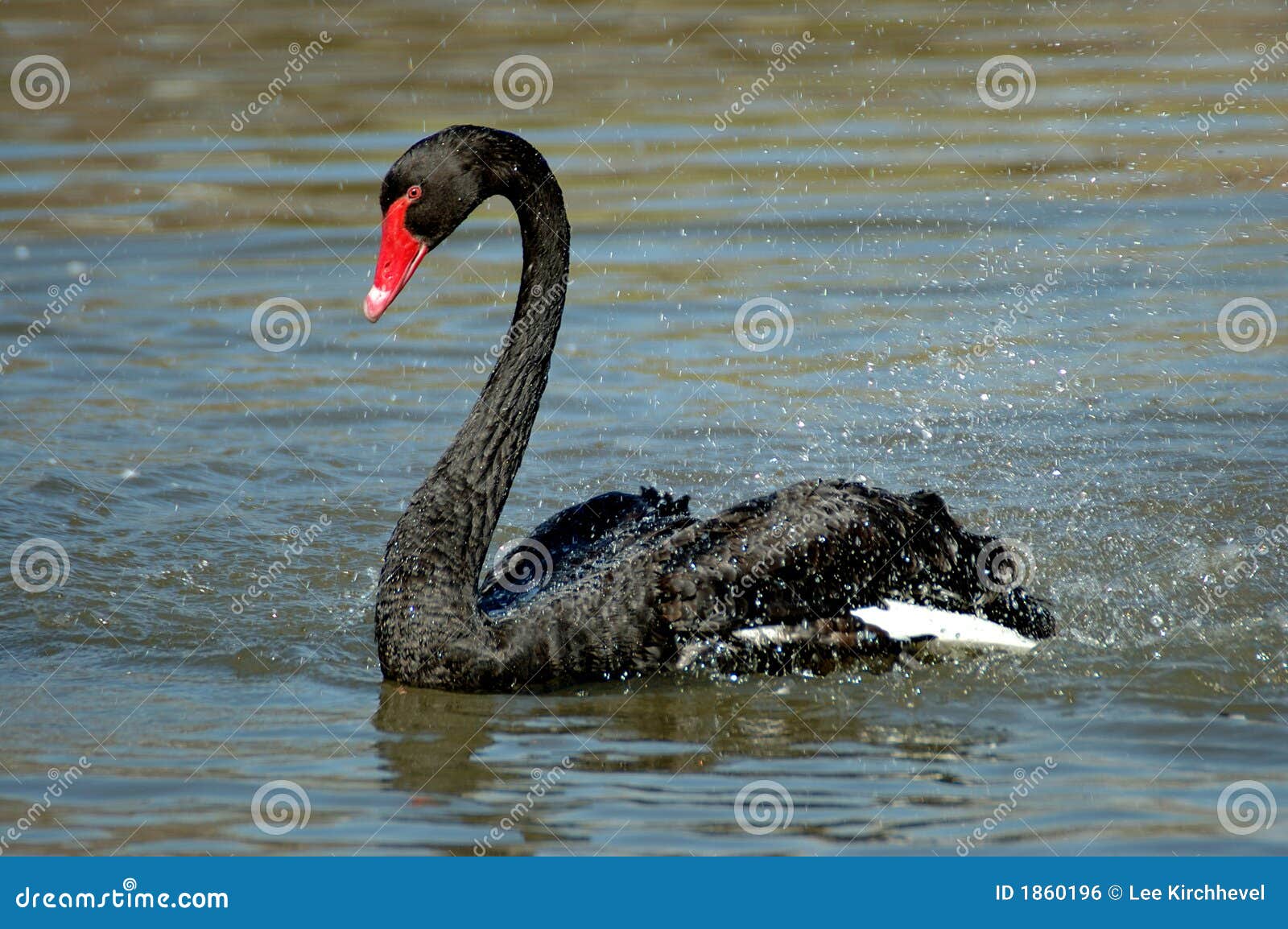 black swan